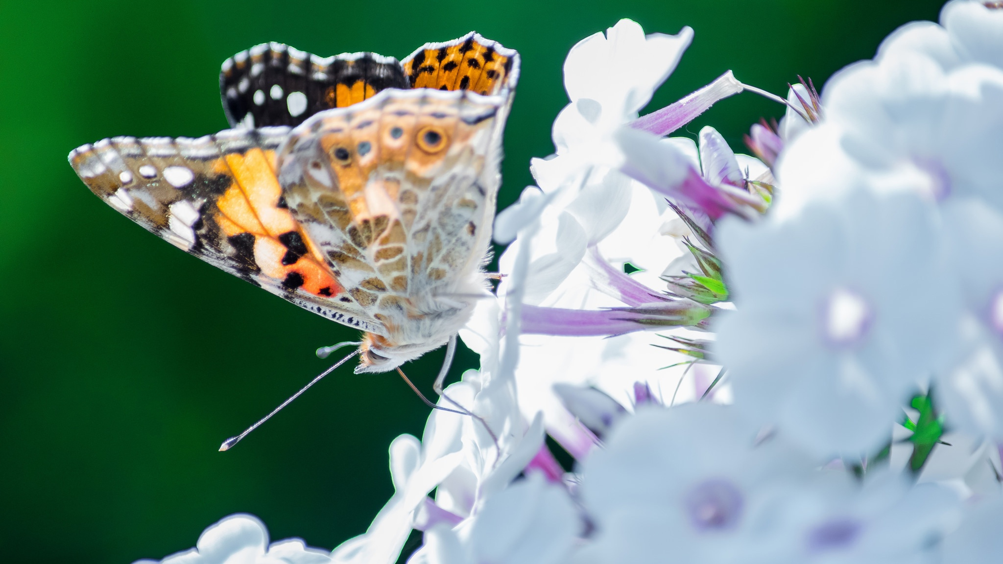 Обои на стол бабочки. Красивые бабочки. Красивые бабочки на цветах. Бабочки в природе. Бабочка на цветке.