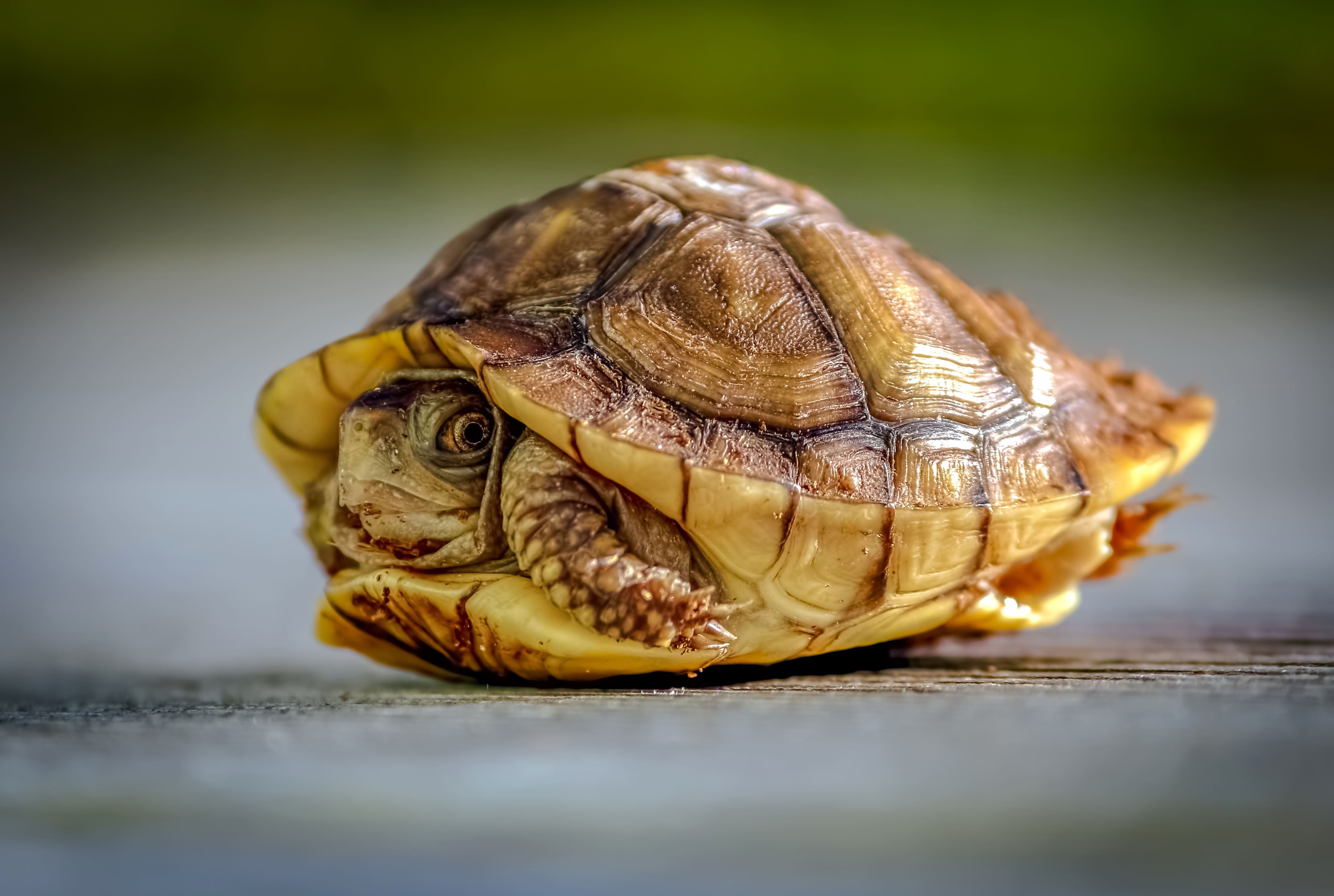 Turtle shell. Черепаха спряталась в панцирь. Панцирь черепахи. Морская черепаха прячется в панцирь. Панцирь морской черепахи.