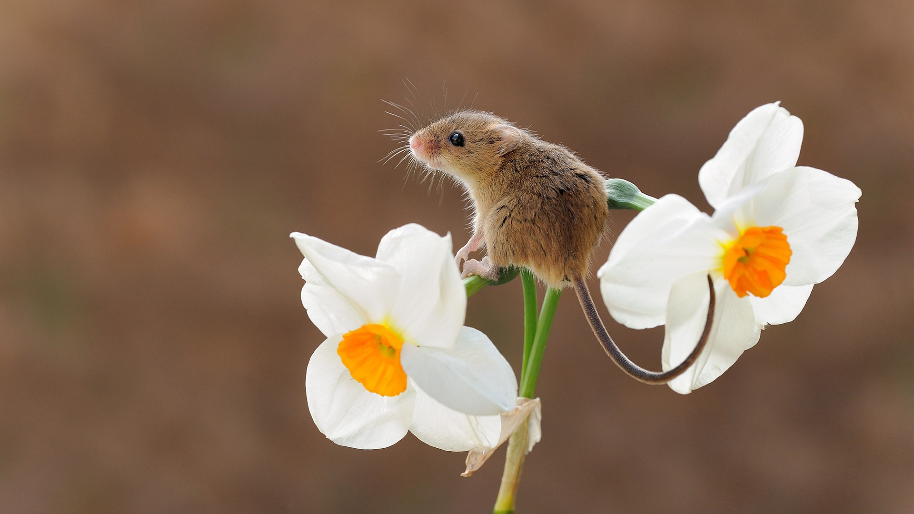 Zastaki.com - Маленькая серая мышь сидит на цветке нарцисса 