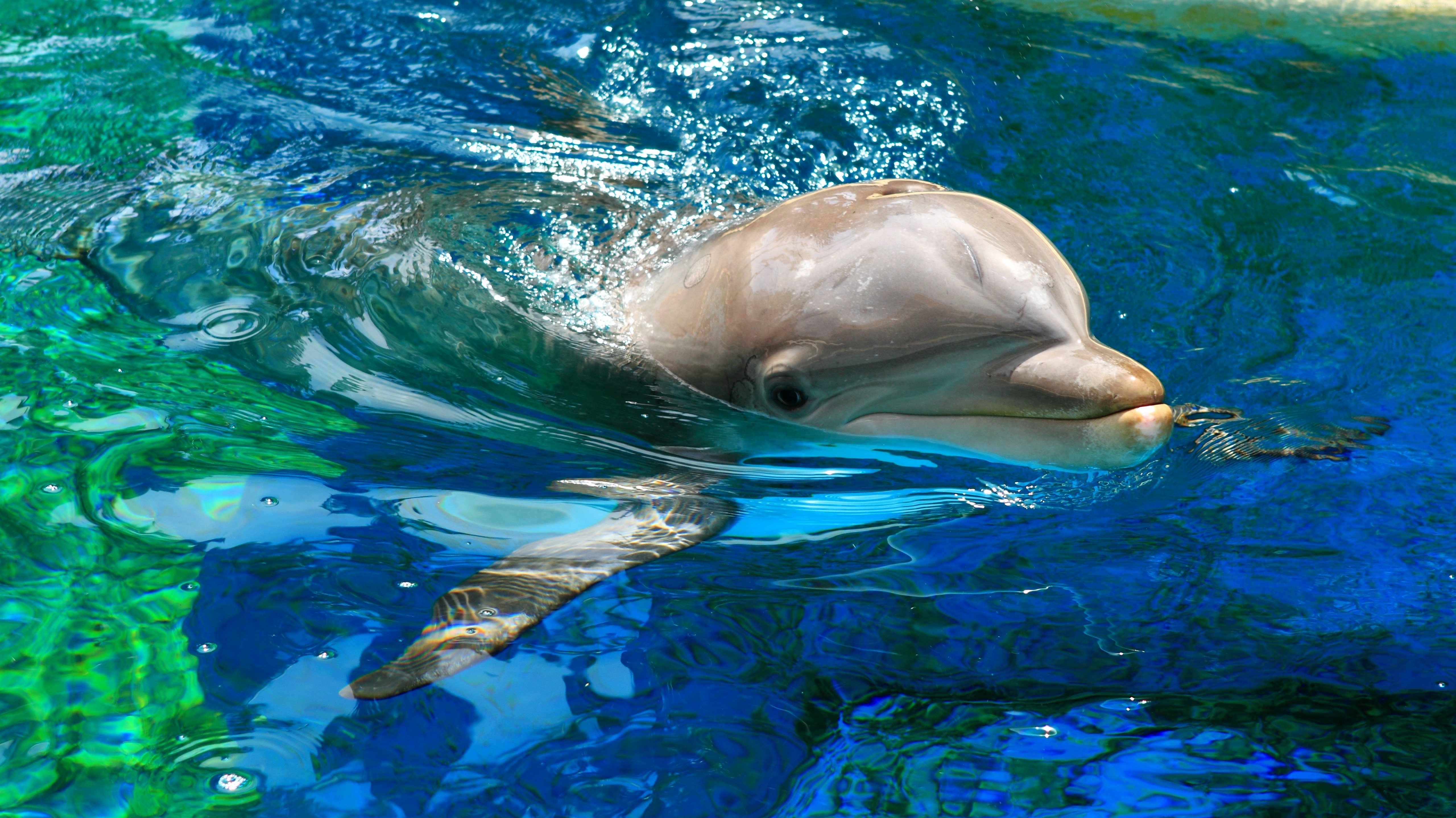 Живые плавающие обои. Афалина. Дельфин-Афалина Лагуна. Озерный Дельфин. Азовский Дельфин.