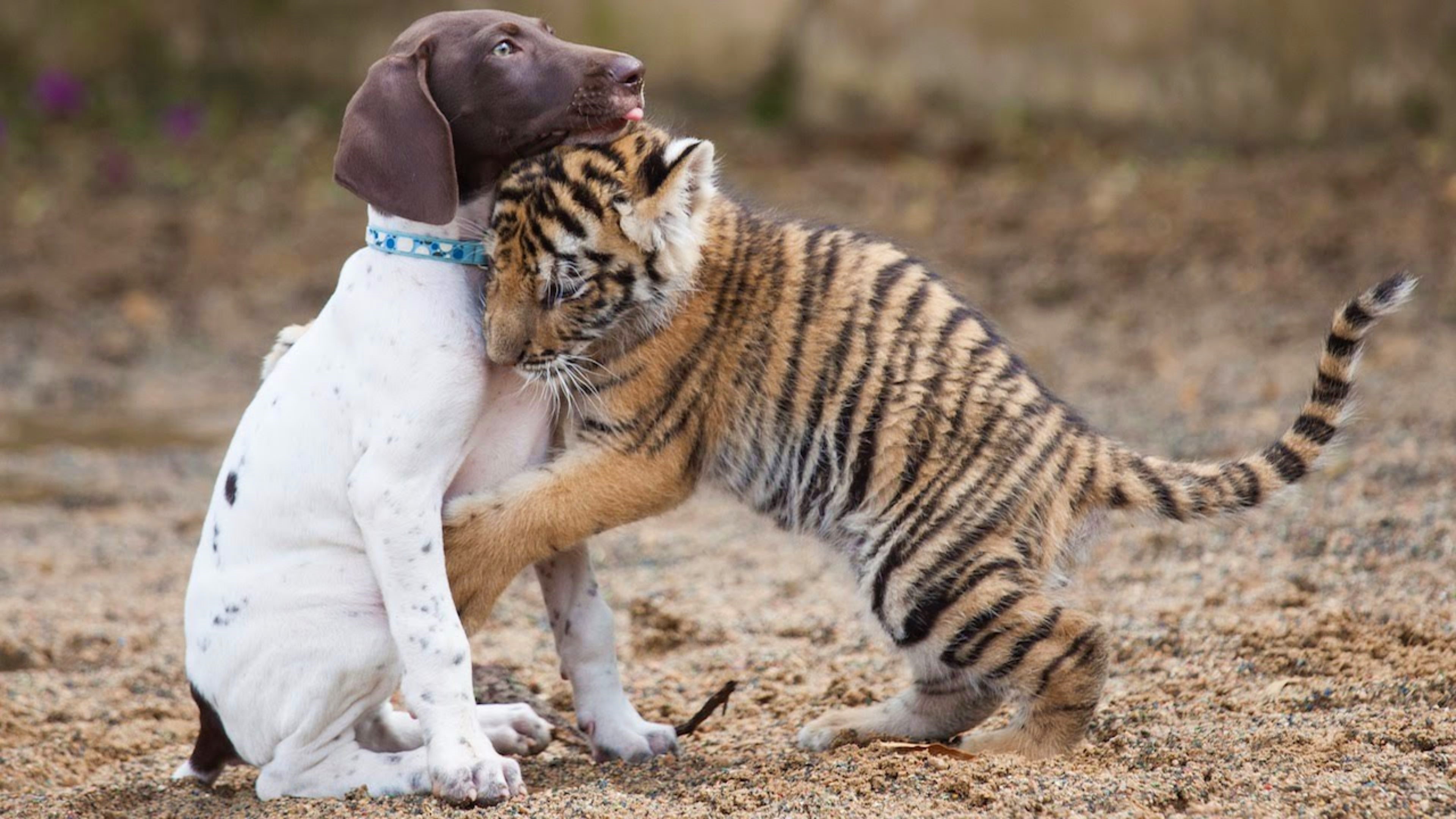 2 животных как 2 человека. Дружба животных. Собака тигр. Удивительные кошки и собаки. Забавная Дружба животных.
