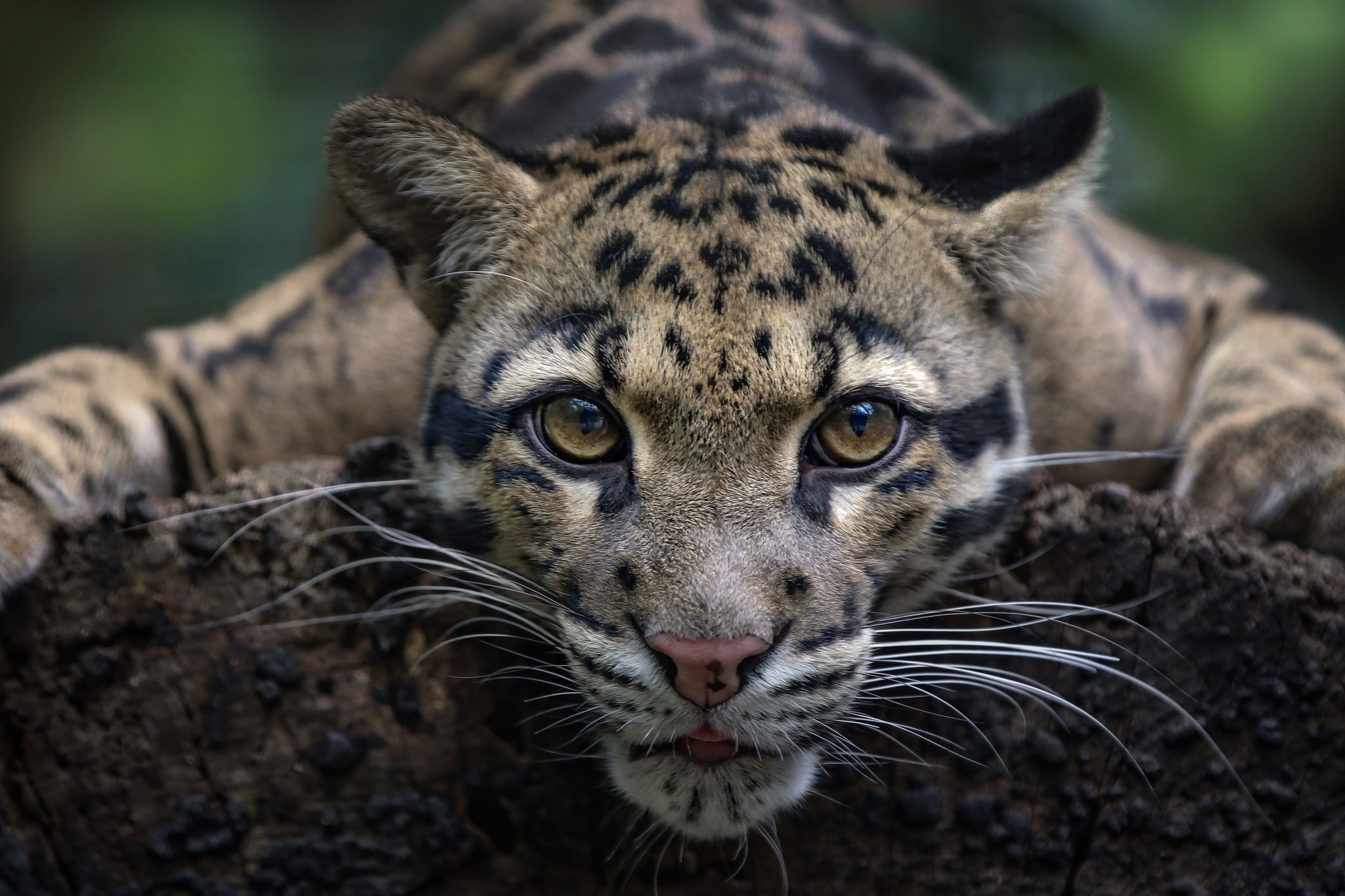 Хищный мир животных. Дымчатый леопард. Кошка - дымчатый леопард. Дымчатый леопард Саблезубый. Дикие кошки дымчатого леопарда.