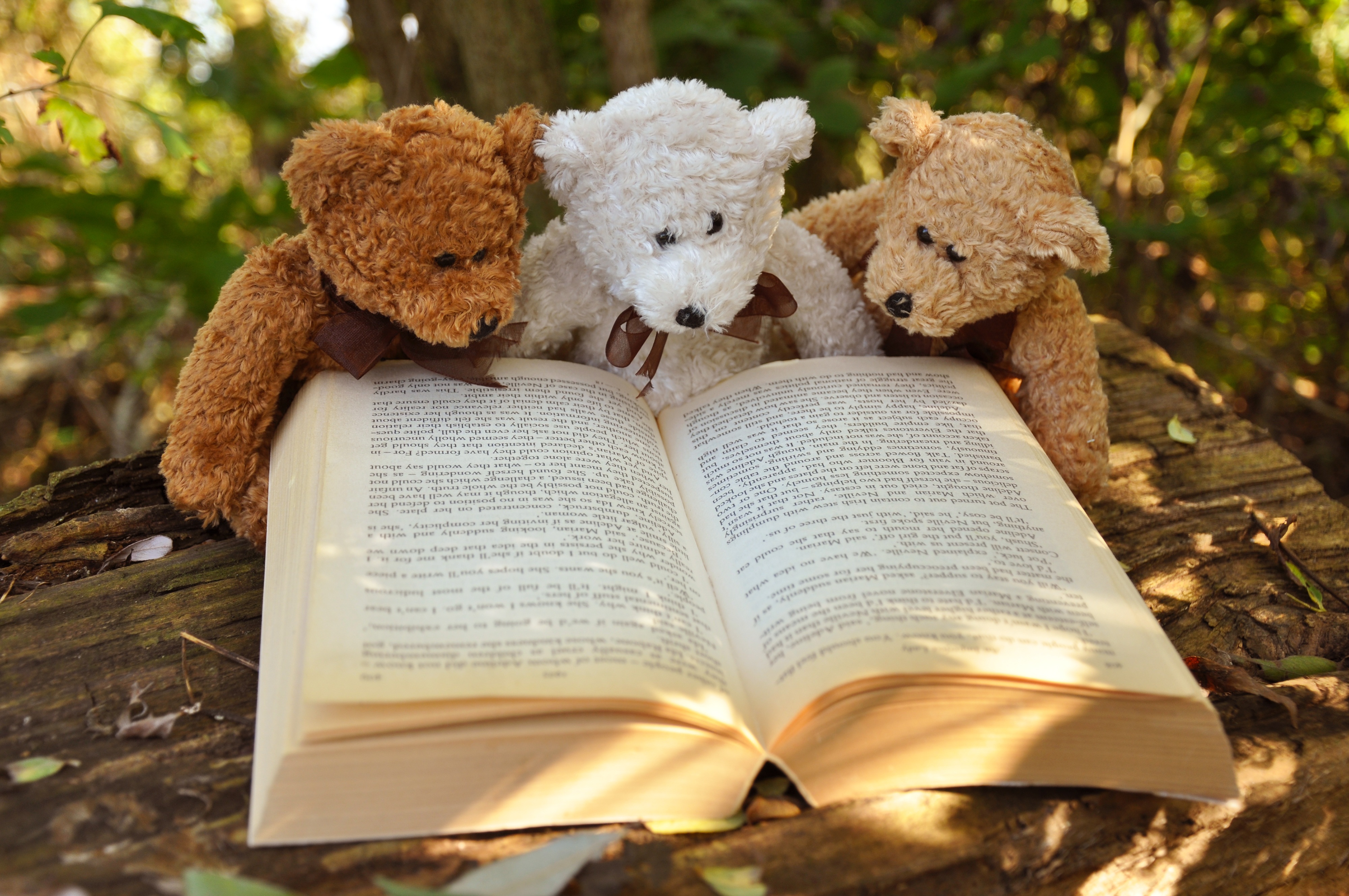 Любишь животных читай. Мишки в книжке. Плюшевый мишка с книжкой. Медведь с книжкой. Медвежонок с книжкой.