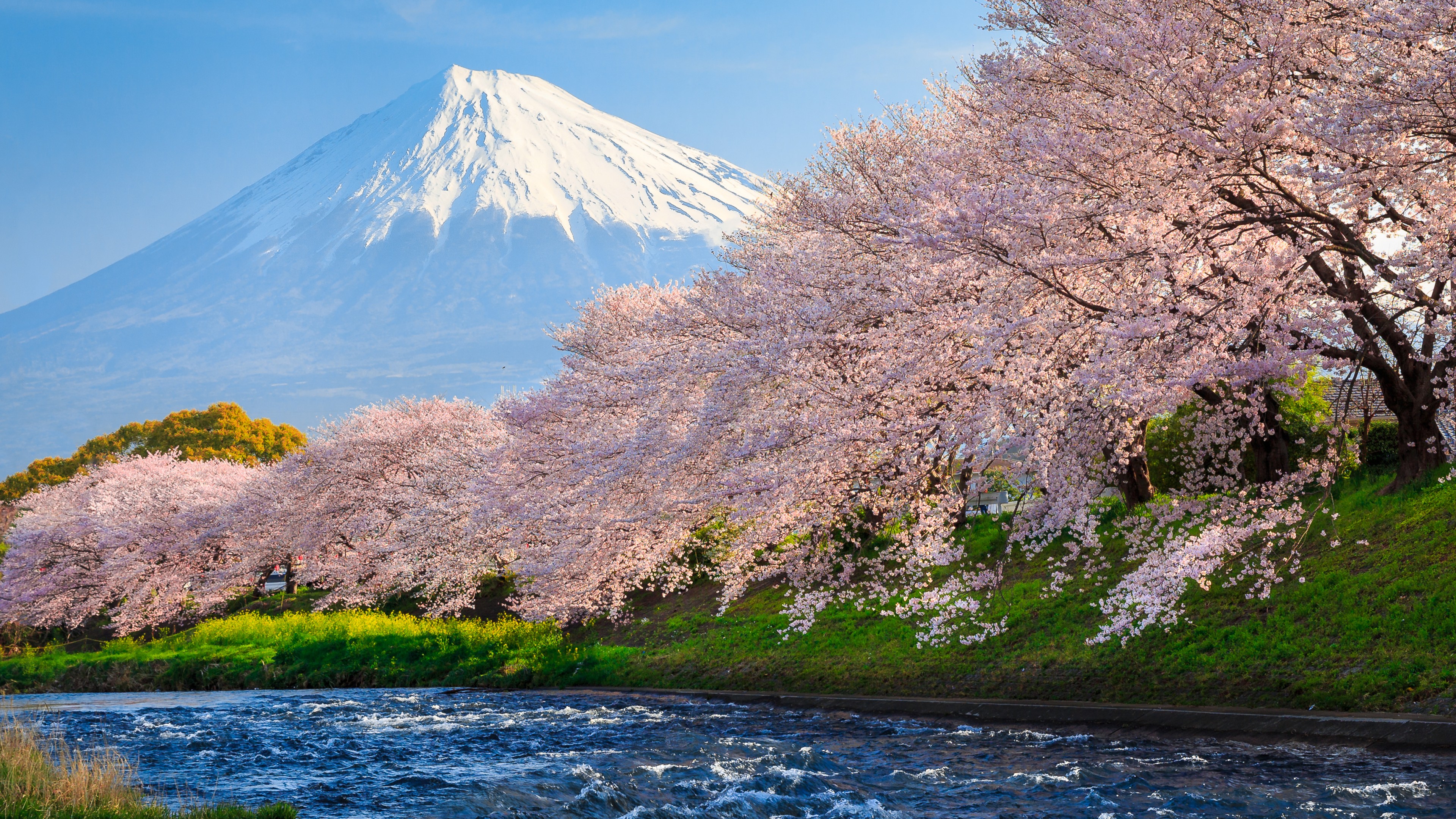 Розовые деревья в горах. Гора Фудзияма в Японии. Гора Фудзи и Сакура. Япония Сакура и Фудзияма. Гора Фудзи в Японии.