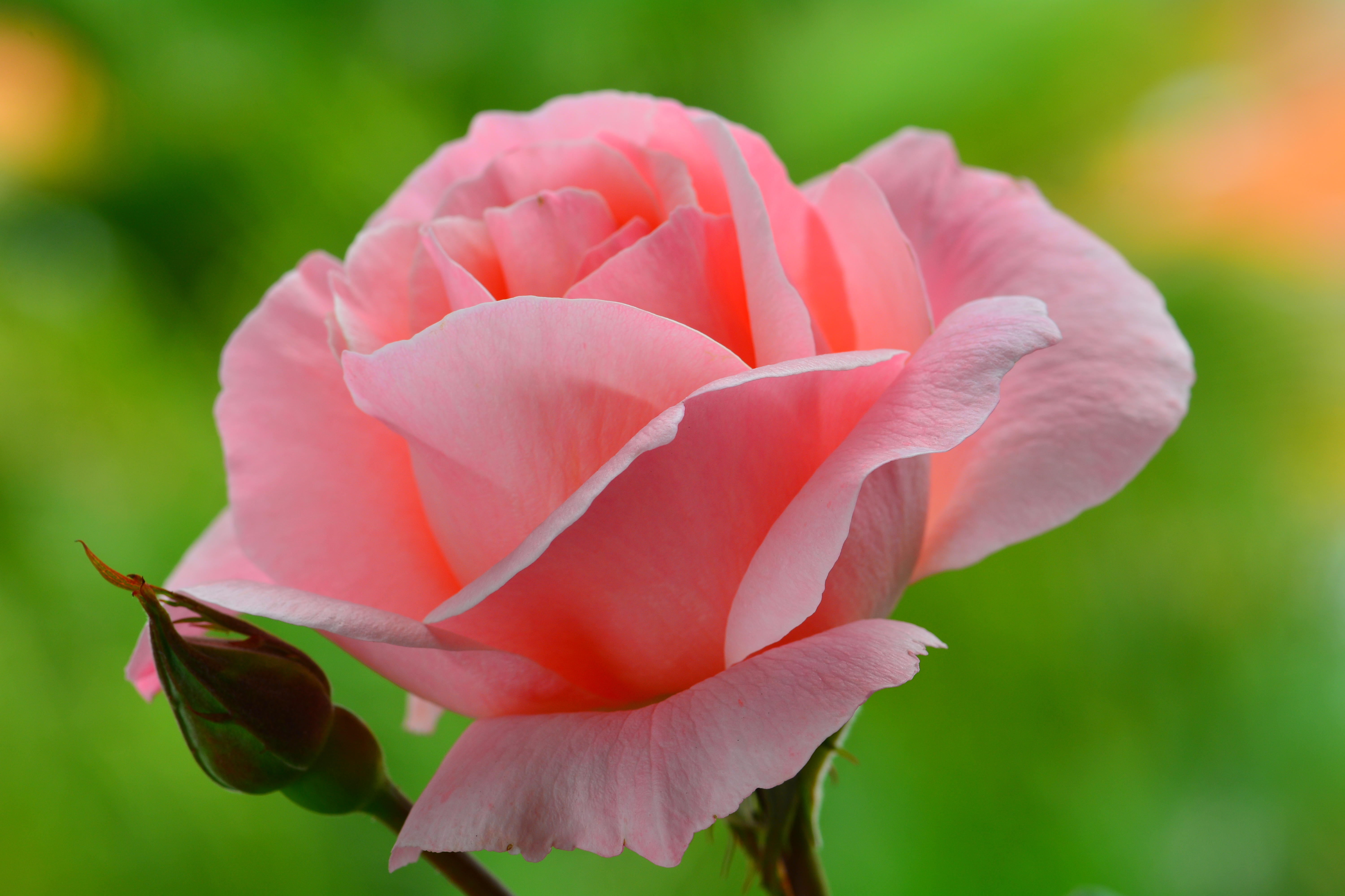 Цветы розы фото. Роза Rhoslyn. Розовые розы. Нежные розовые розы. Роза нежно-розовая.