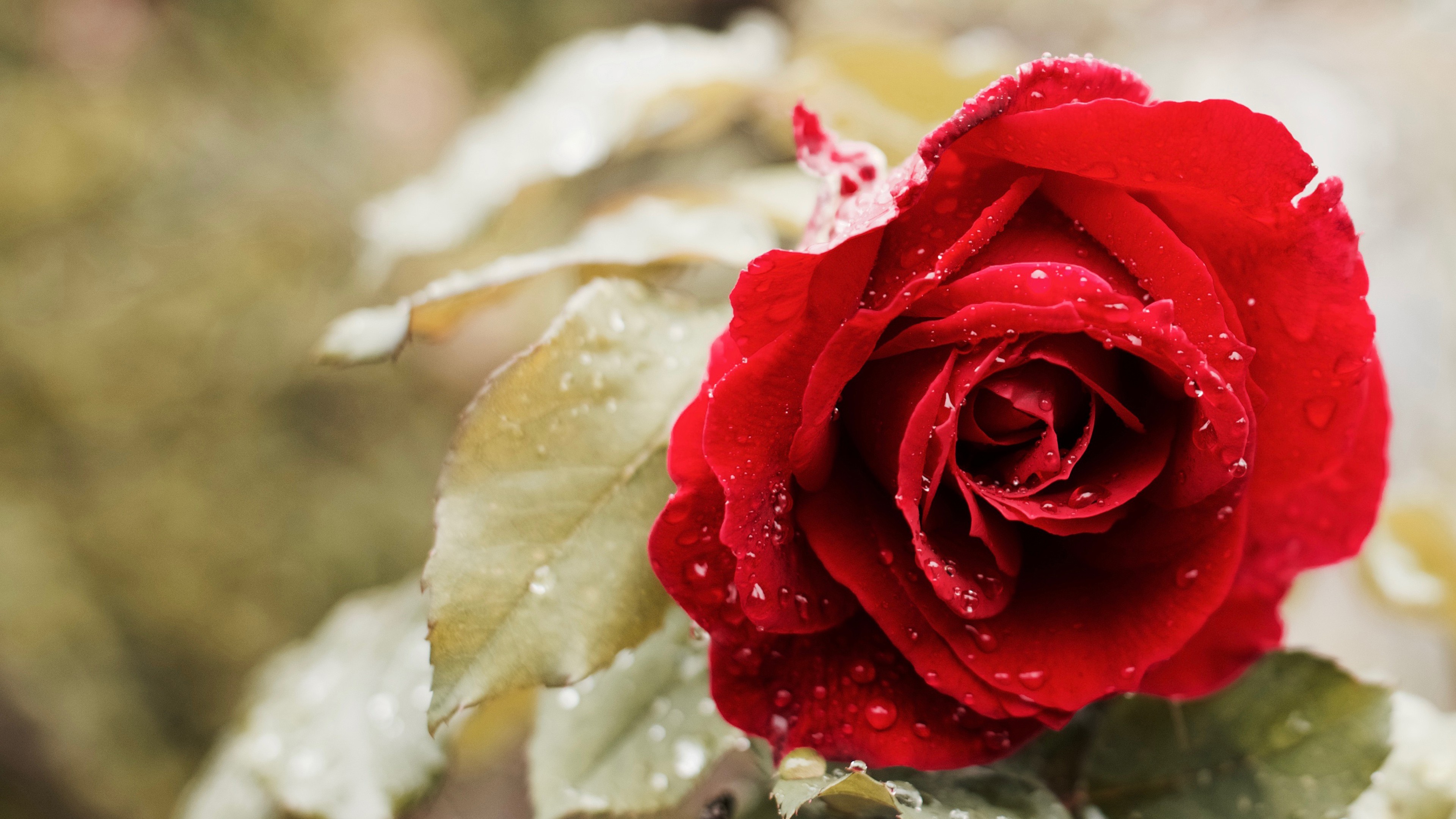 4 розочки. Красивые розы. Красные розы. Самые красивые розы.