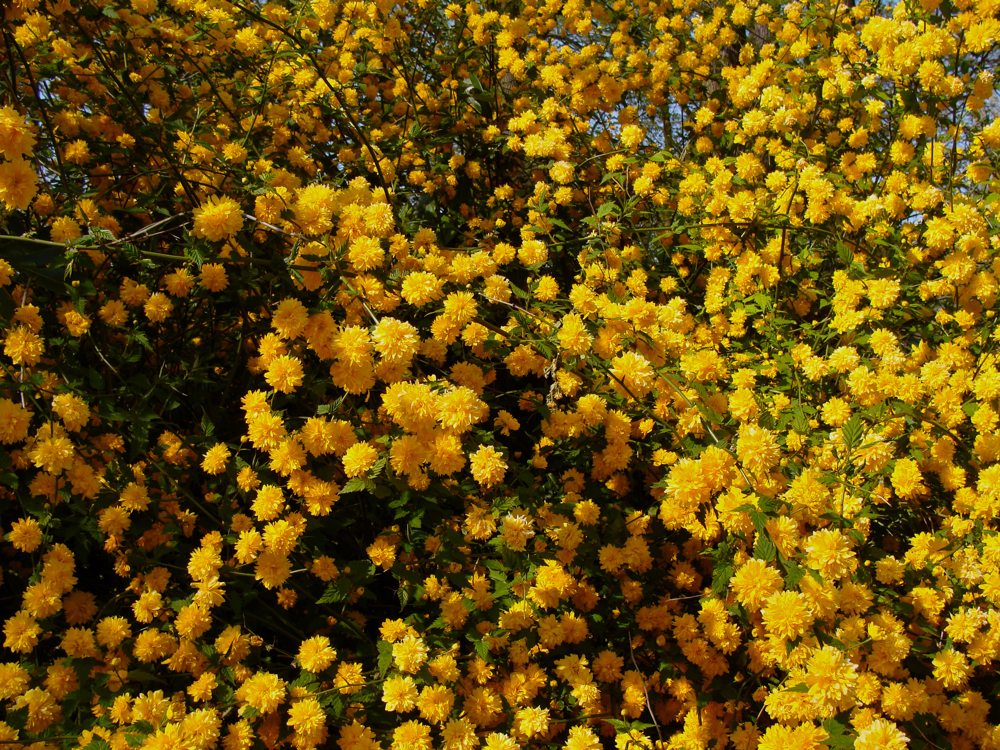 Кусты цветут весной желтым цветом. Керрия японская махровая. Куст японская керрия. Цветок керрия японская.