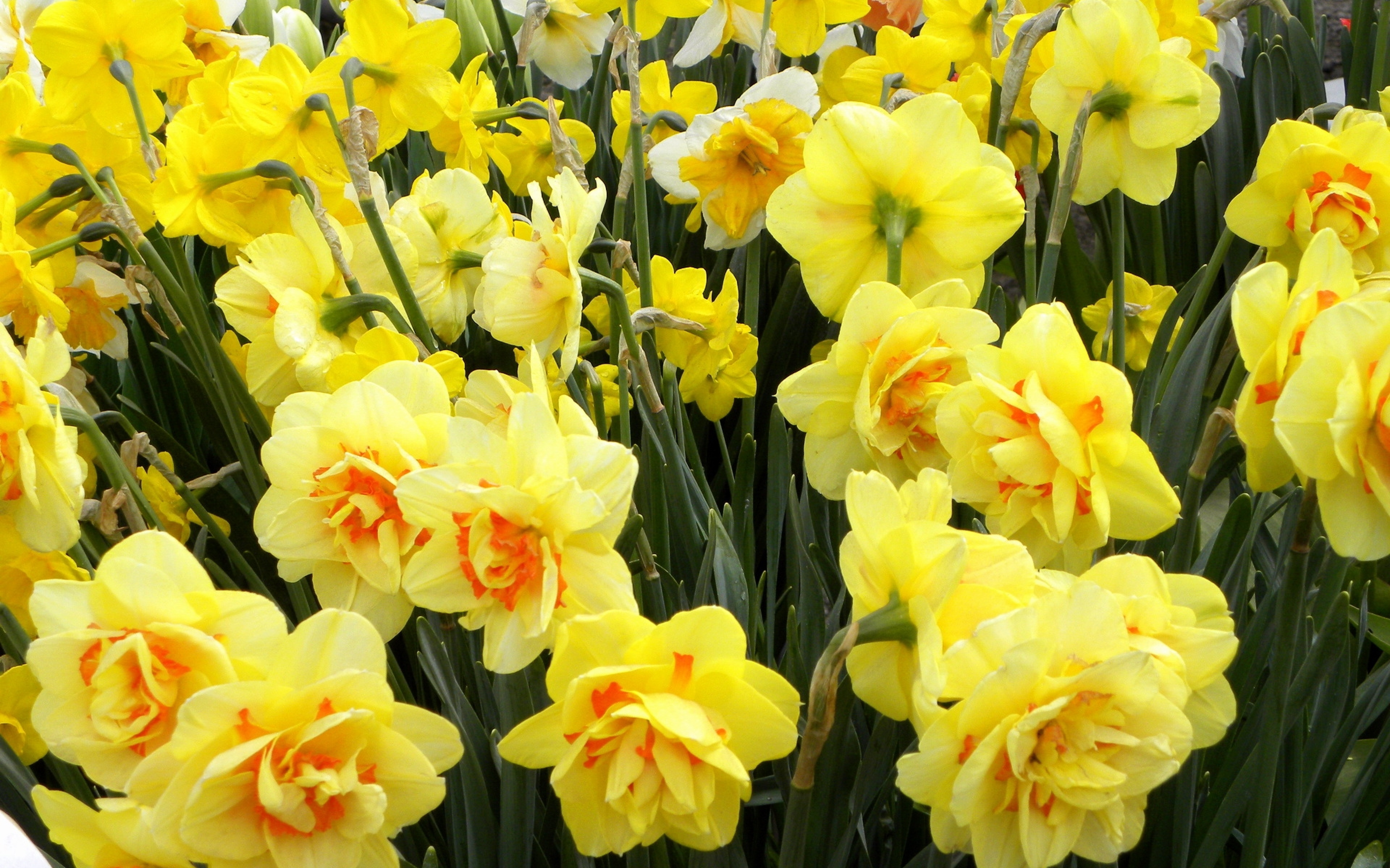 Daffodil перевод. Нарцисс Техас. Нарцисс цветок. Нарцисс спринг Сан. Нарцисс Ascot.