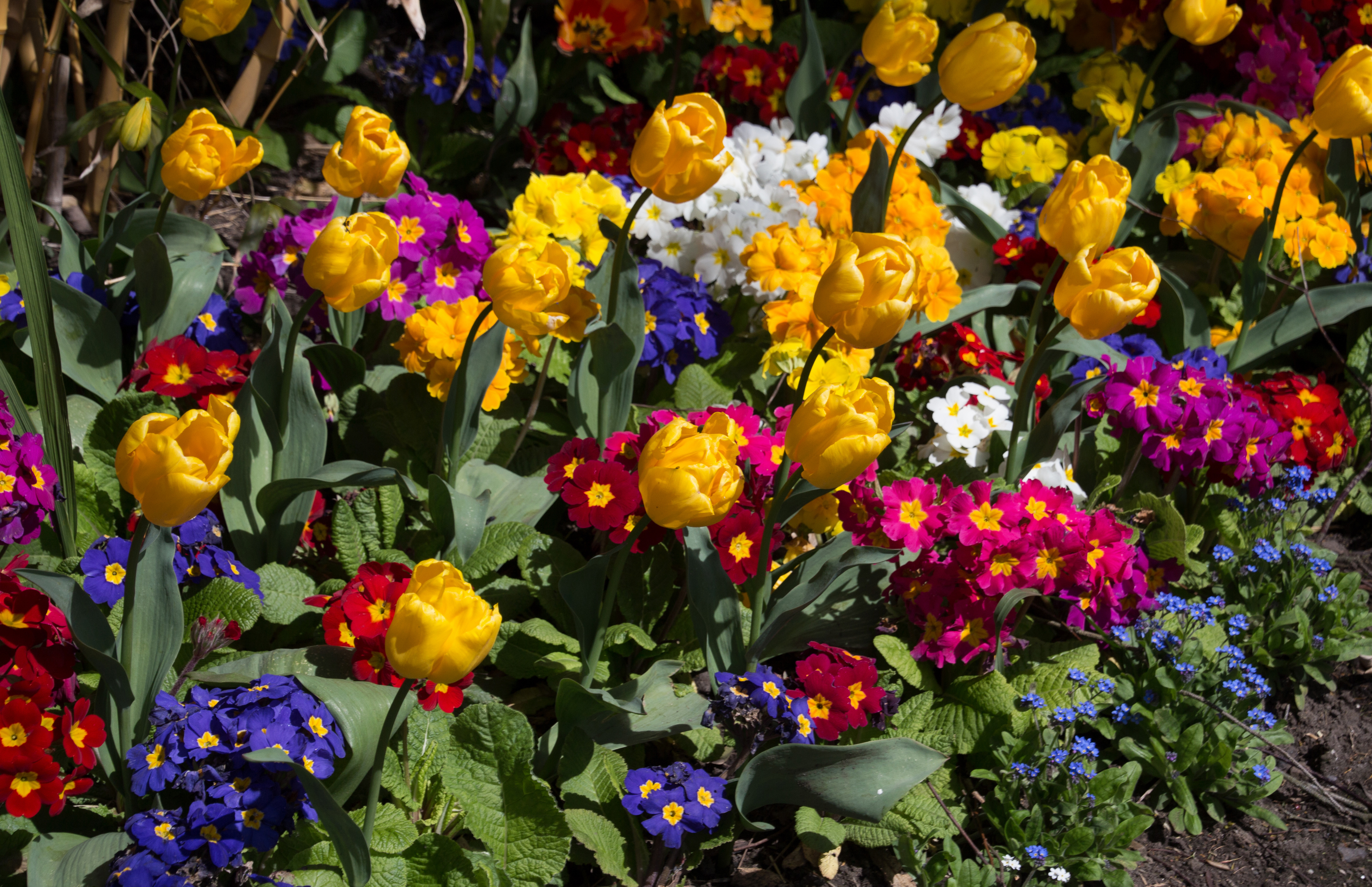Free Images : field, flower, tulip, spring, flowers, pansy, flowering plant, lan