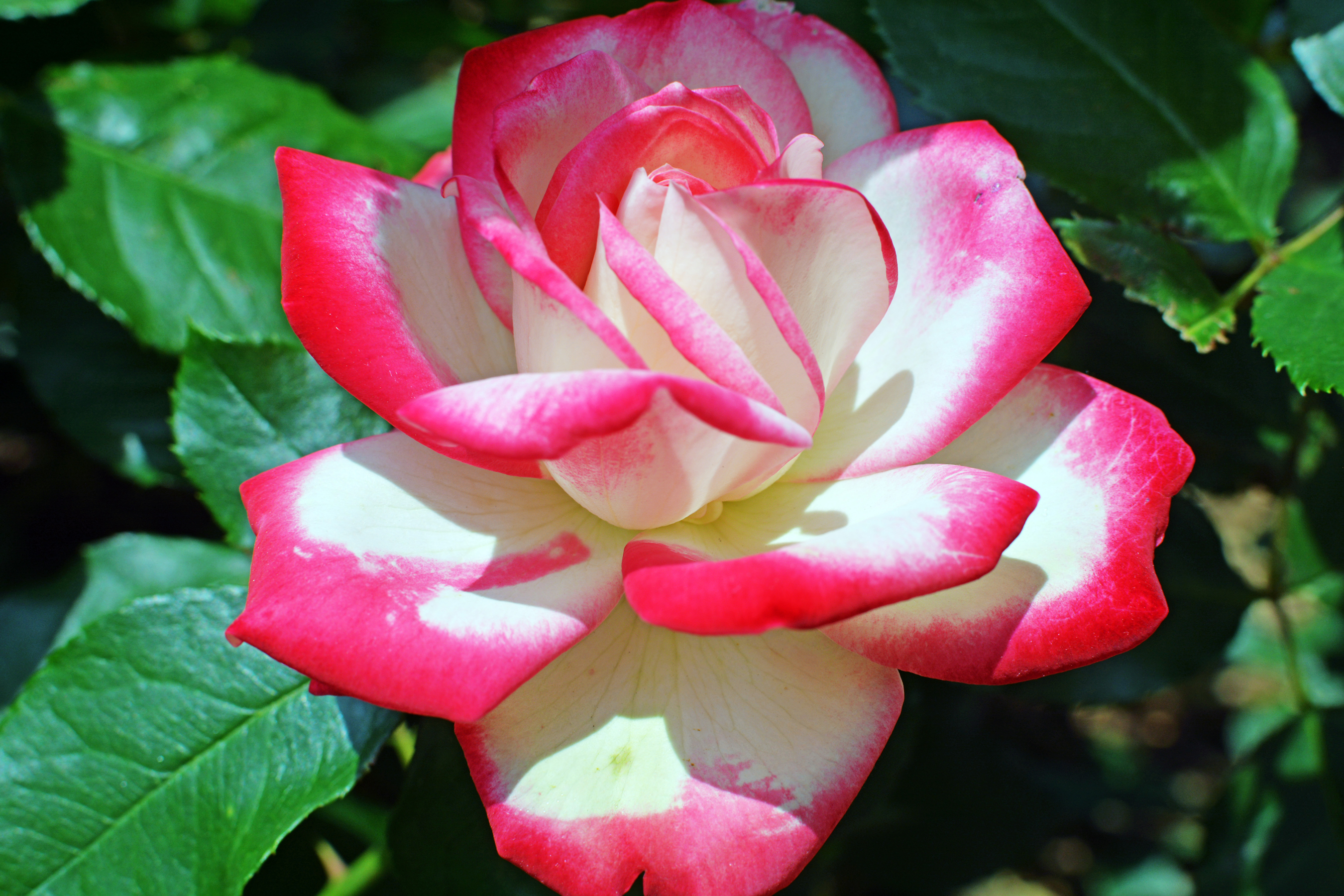 Сорта крупных розовых