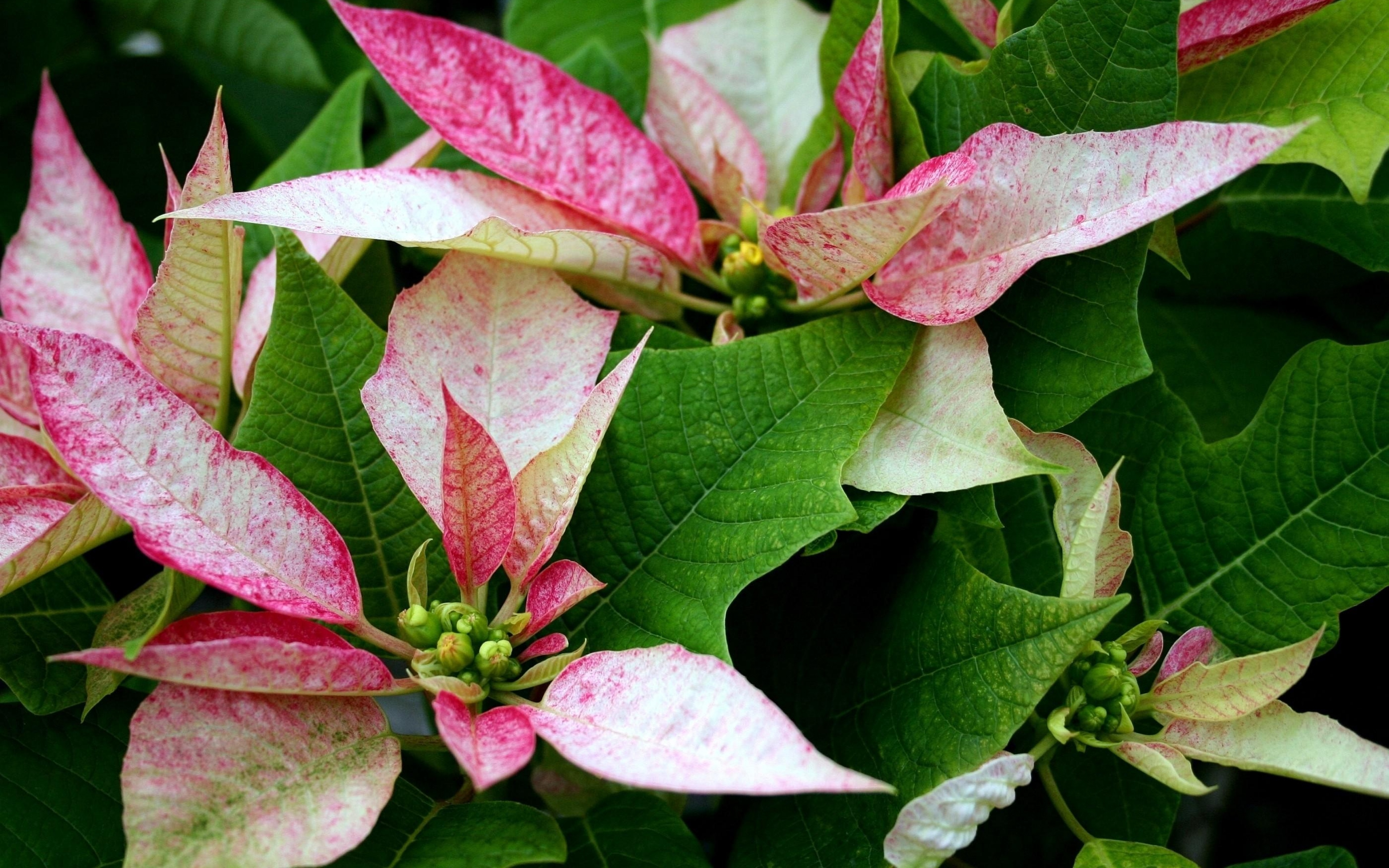 Растение с розово зелеными листьями. Пуансеттия Пинк. Пуансеттия розовая. Пуансеттия белая. Цветок пуансеттия зеленая.