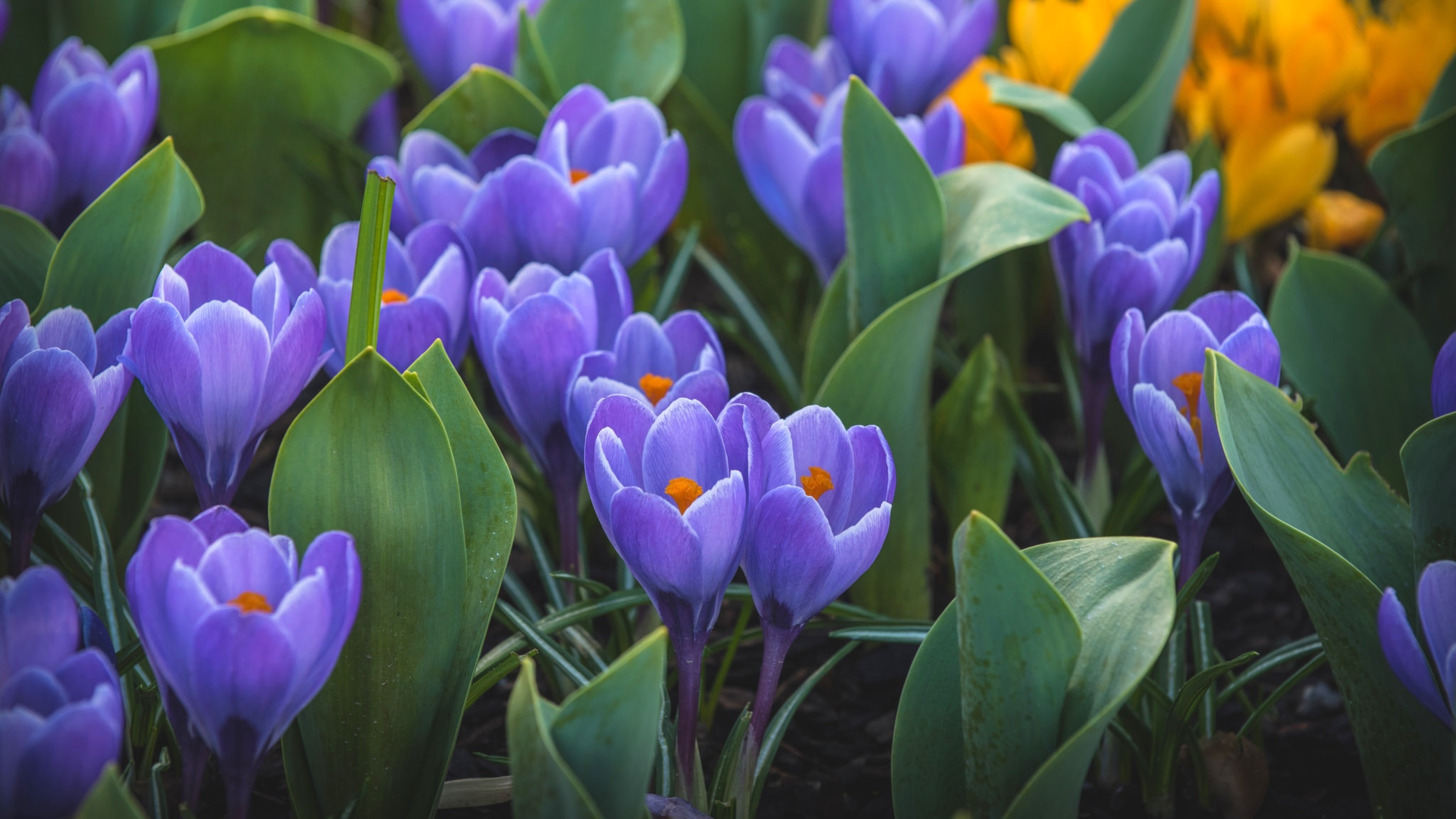 Крокусы картинки красивые. Крокус Шафран весенний. Крокус Шафран синий. Крокус посевной. Первоцветы крокусы.