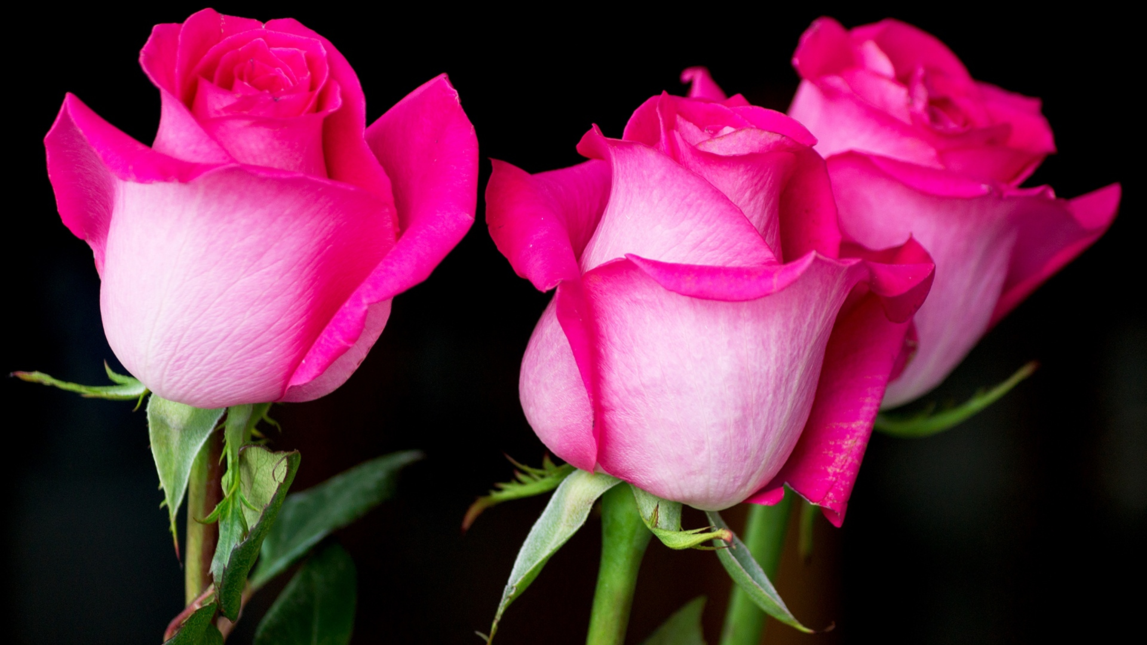 Прикольные розы картинки. Неопак бархатные розы. Пинк Фловер. Розовые розы.