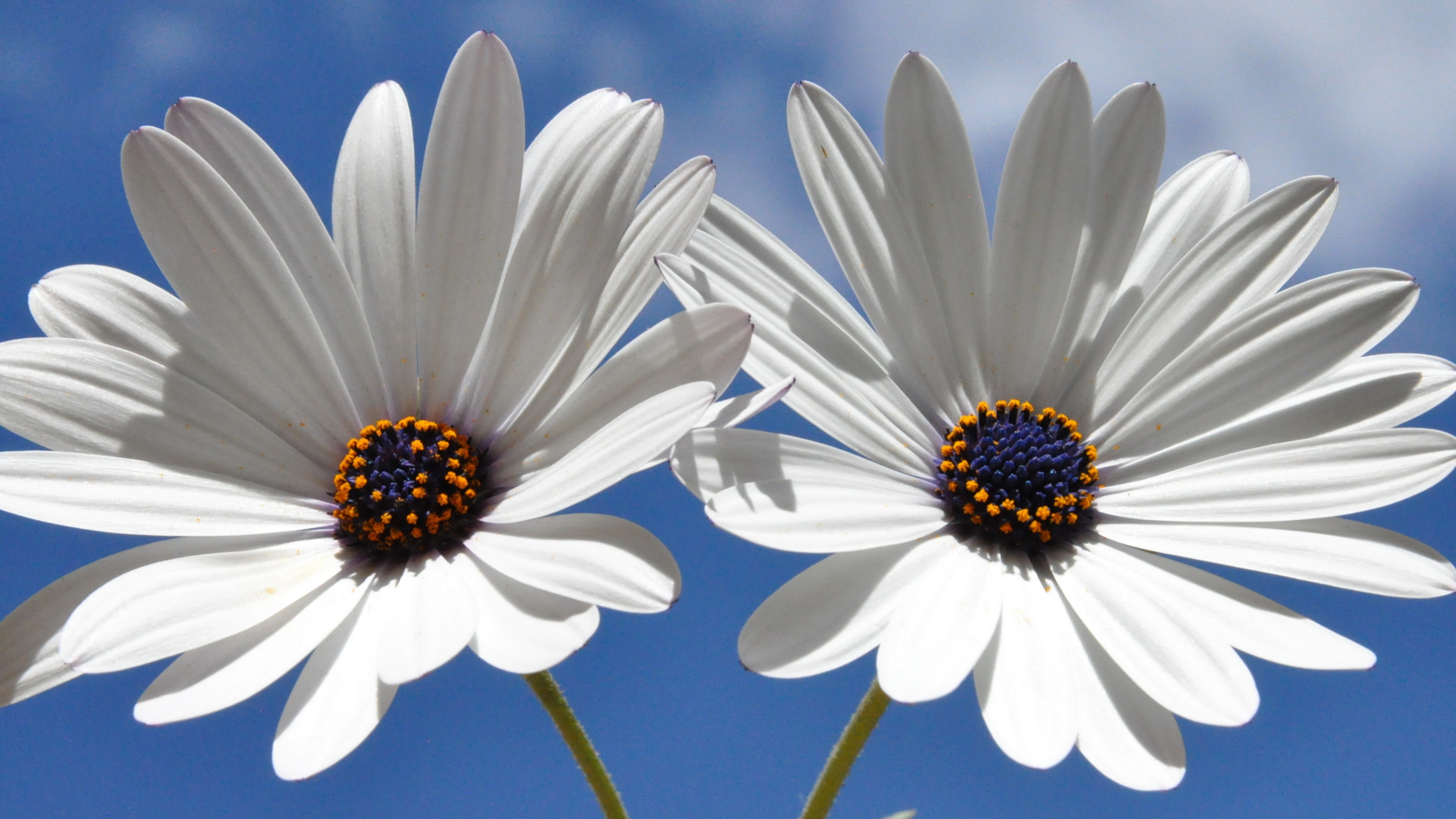 Белые цветочки картинки. Остеоспермум белый с синей серединкой. Остеоспермум голубой. Ромашка белая с синей серединкой. Ромашка цветы.