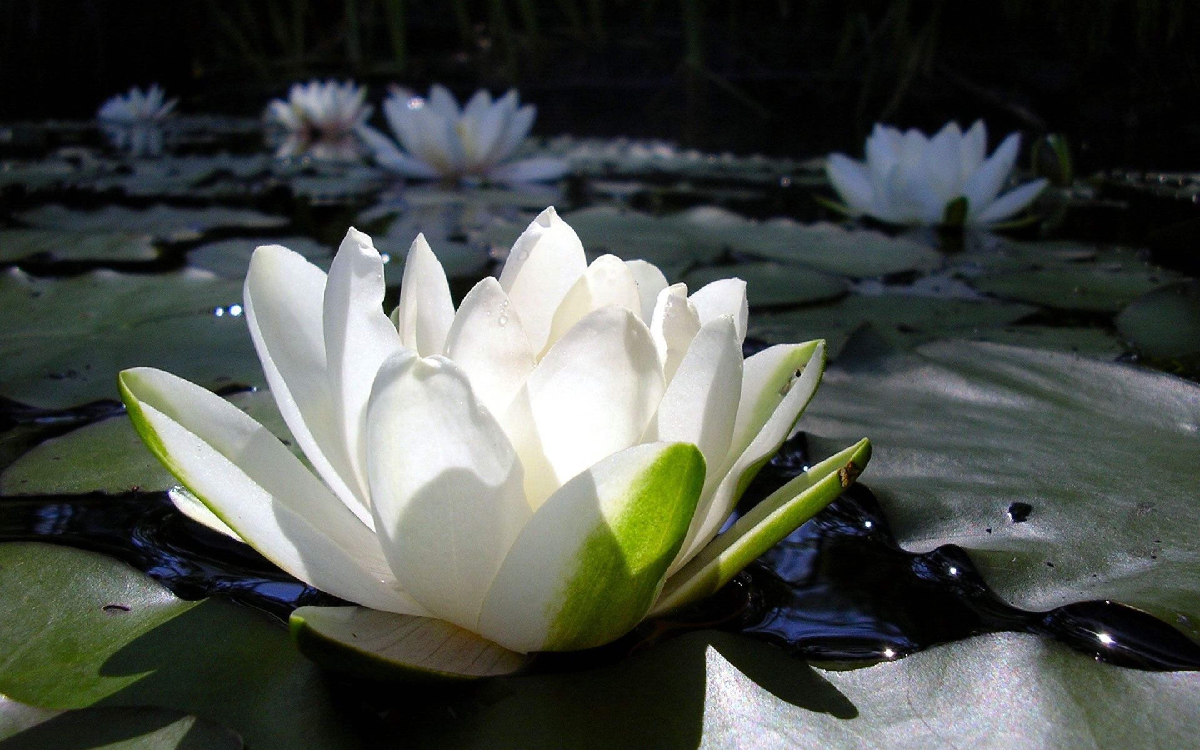 Водяная лилия 8. Белый Лотос Nymphaea Lotus. Лотос кувшинка водяная Лилия. Кувшинка белая Лотос белый. Лотус цветок белый.