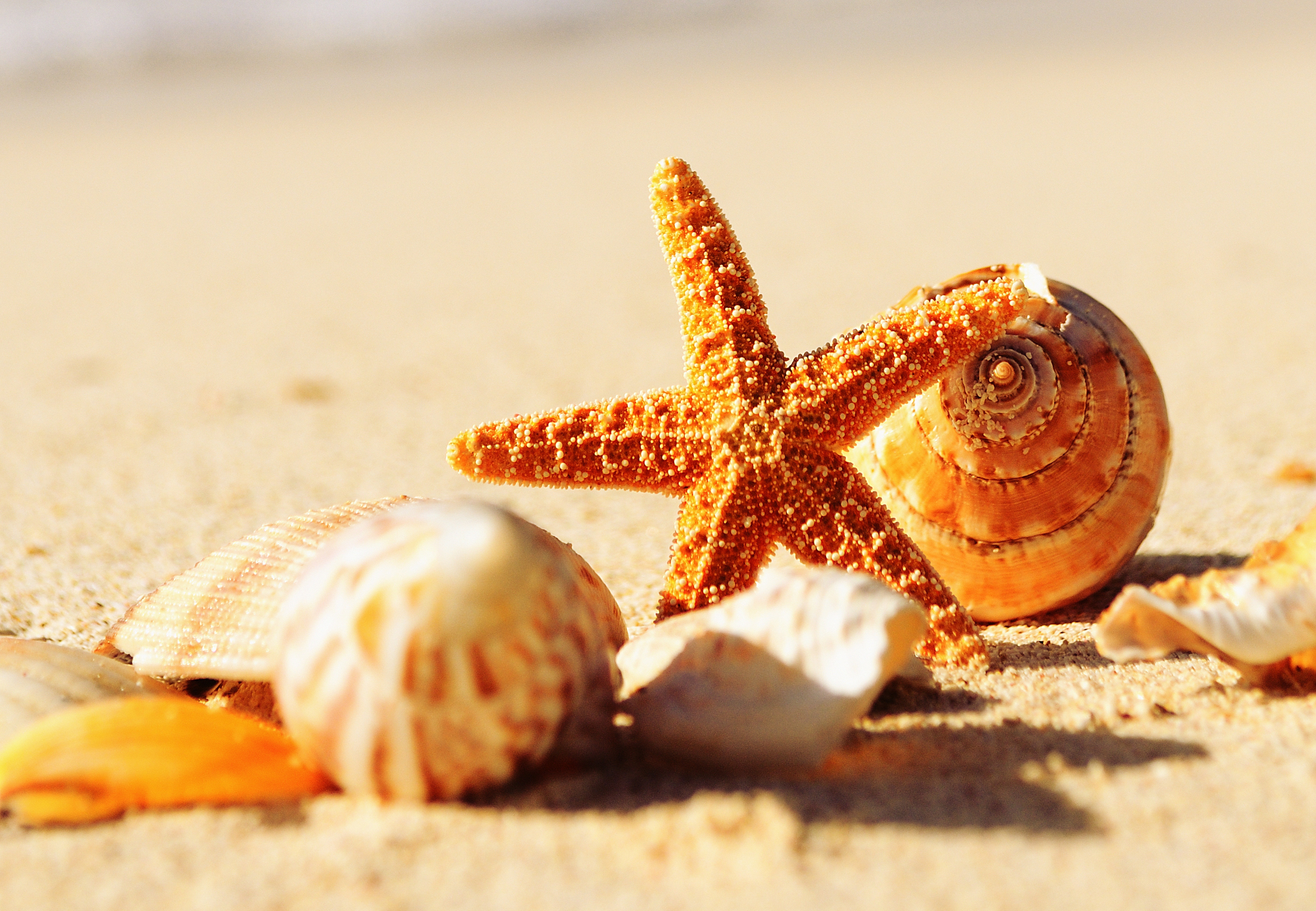 Zastaki.com - Ракушки и морская звезда на теплом желтом песке летом
