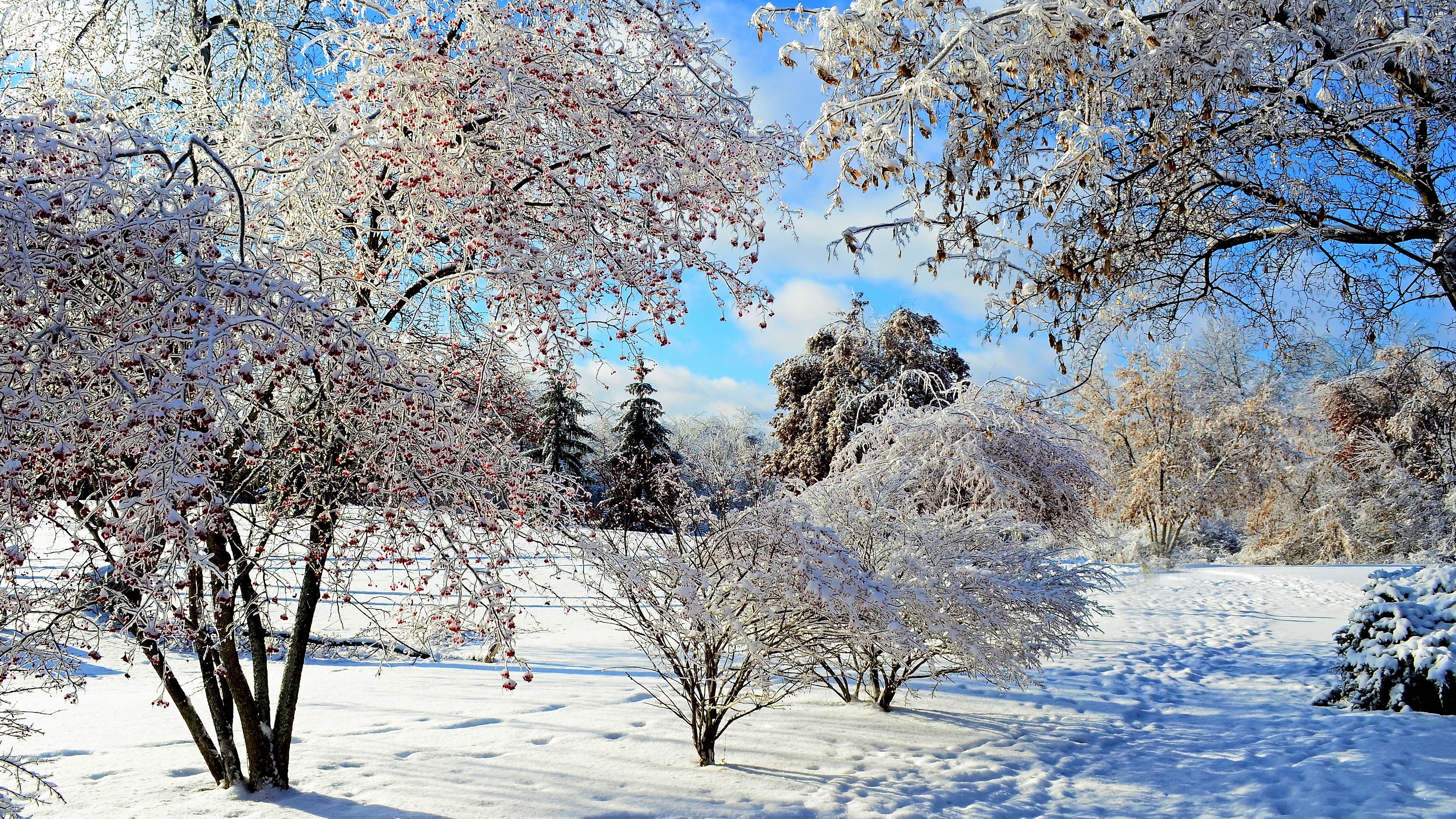 Январь году начало зимы. Зимний пейзаж. Заснеженные деревья. Деревья в снегу. Красивые деревья в снегу.