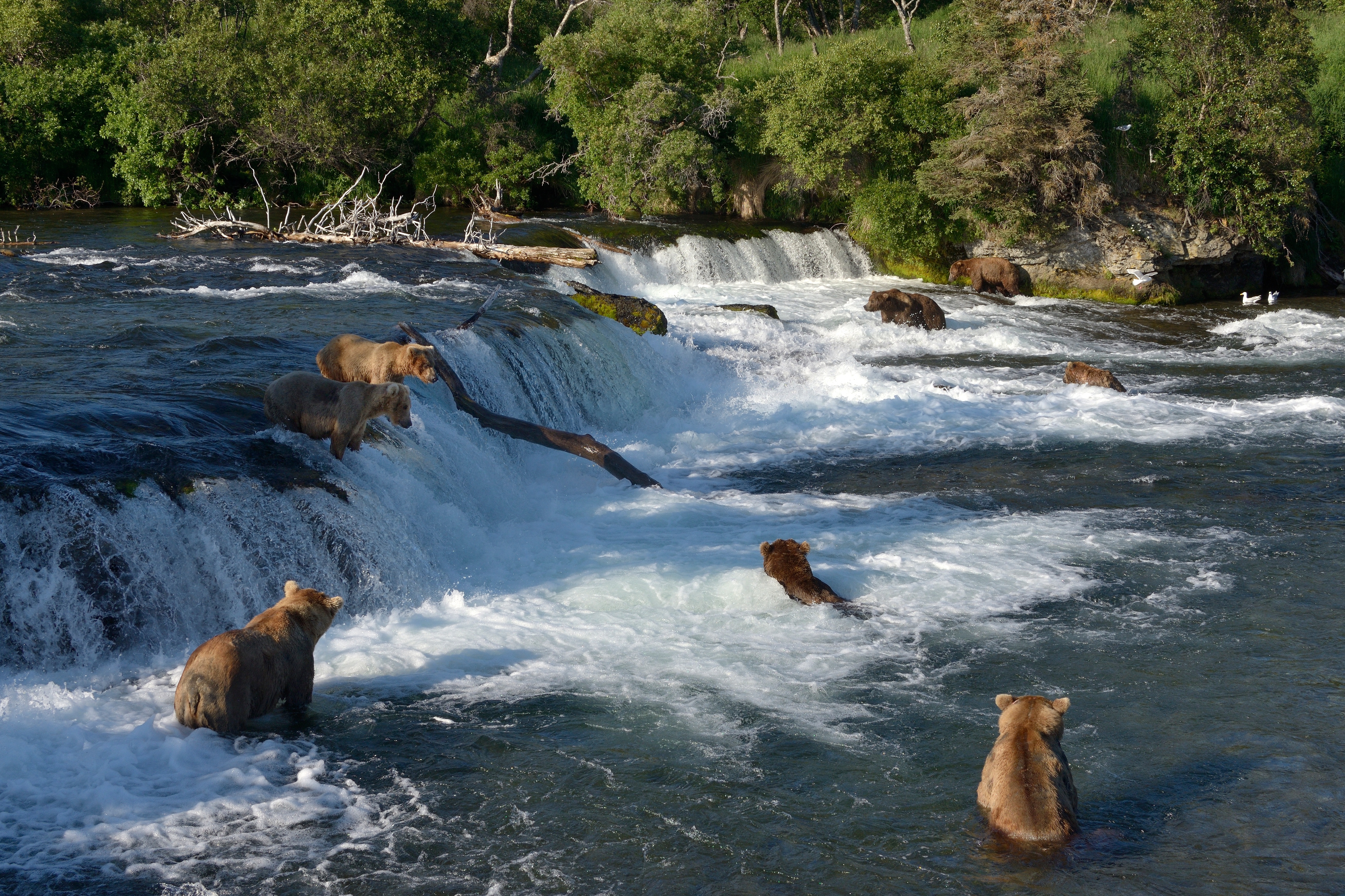 Животные купаются. Национальный парк Катмай. Водопад Брукс Аляска. Катмай Брукс медведи. Национальный парк Катмай Аляска.