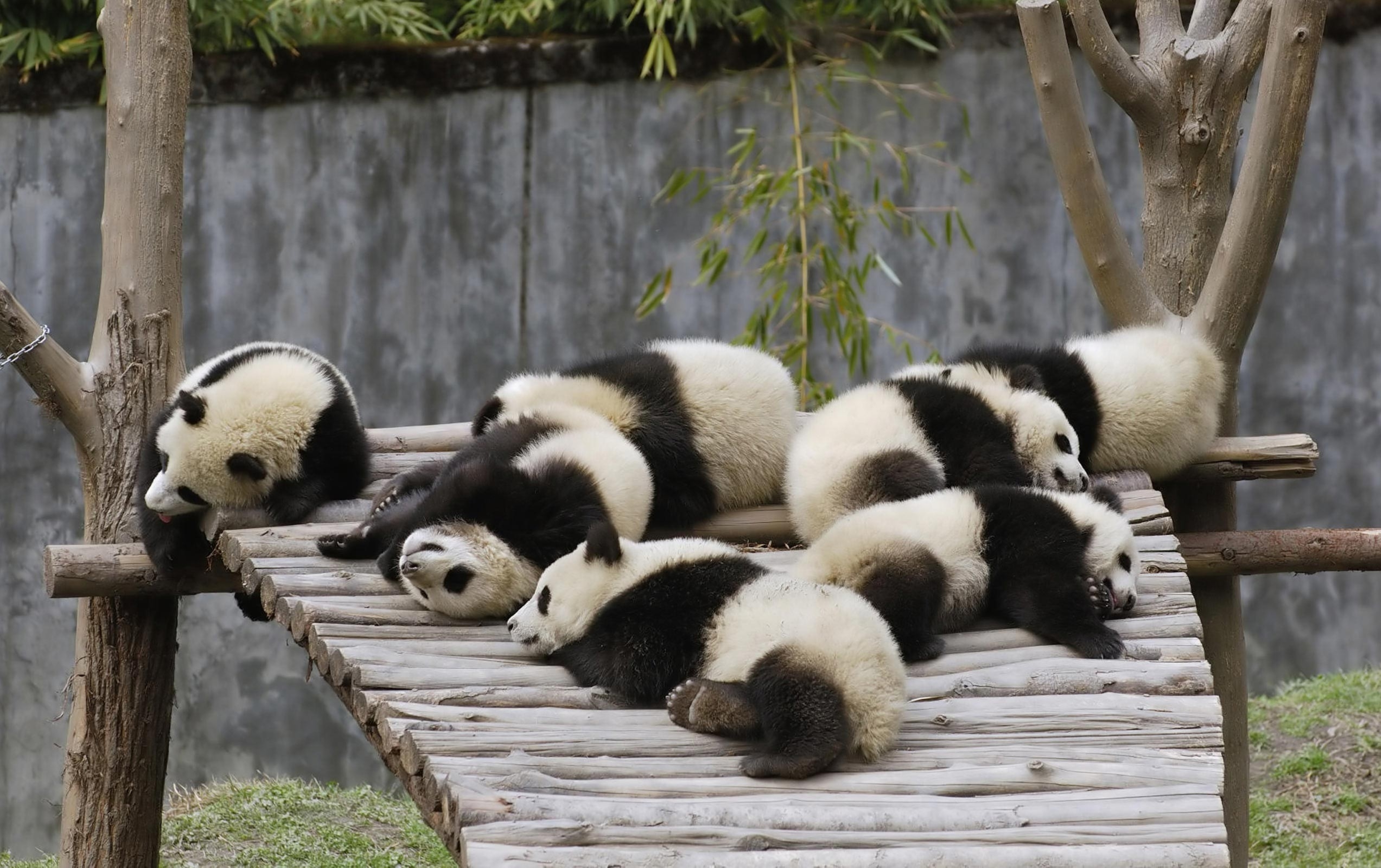 Great panda. Панды в зоопарке Уэно. Большая Панда или бамбуковый медведь. Зоопарк Уэно. Смешная Панда.