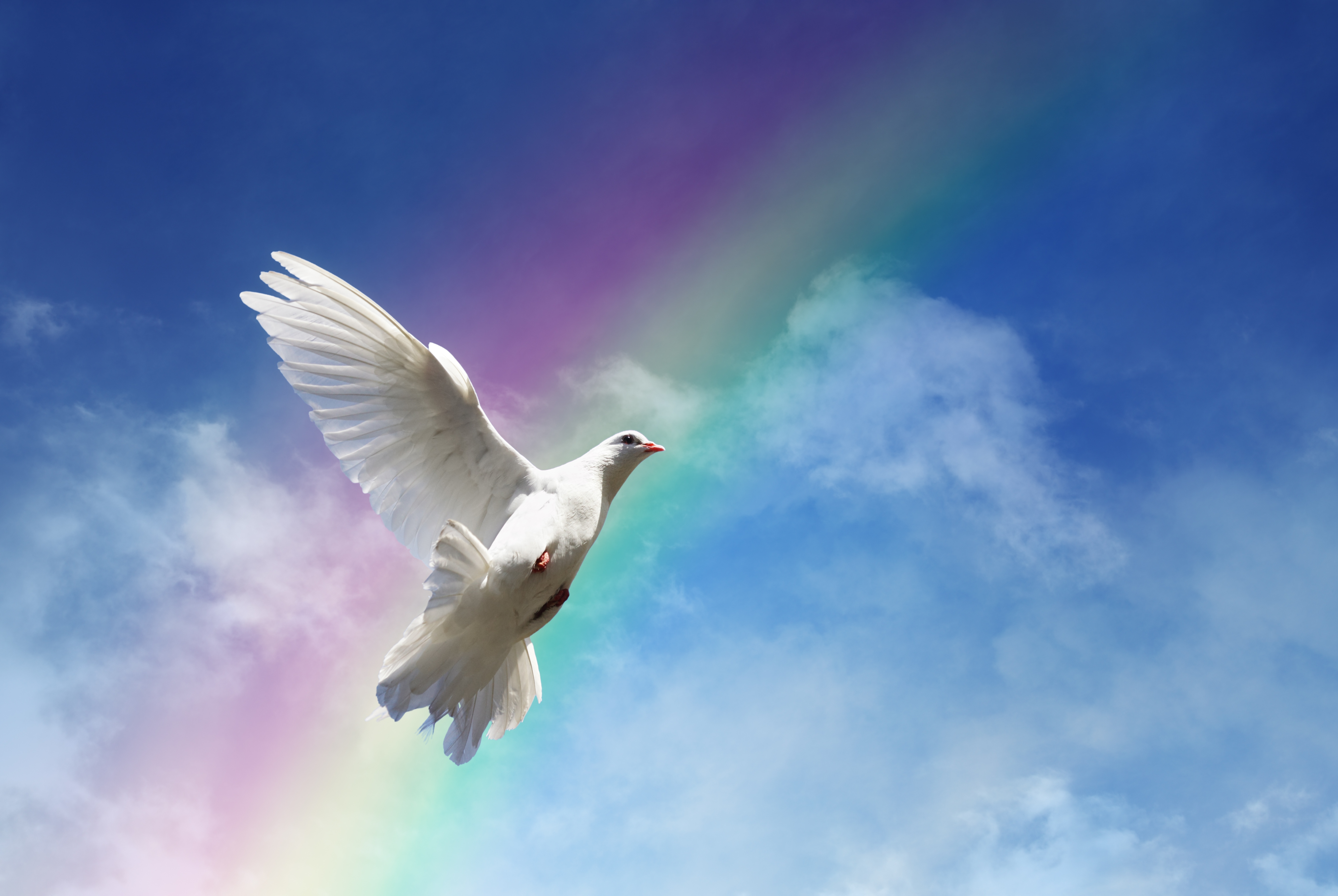 Песня птица взлетает в небо. Белый голубь. Голуби в небе. Белые голуби в небе. Голуби на голубом небе.