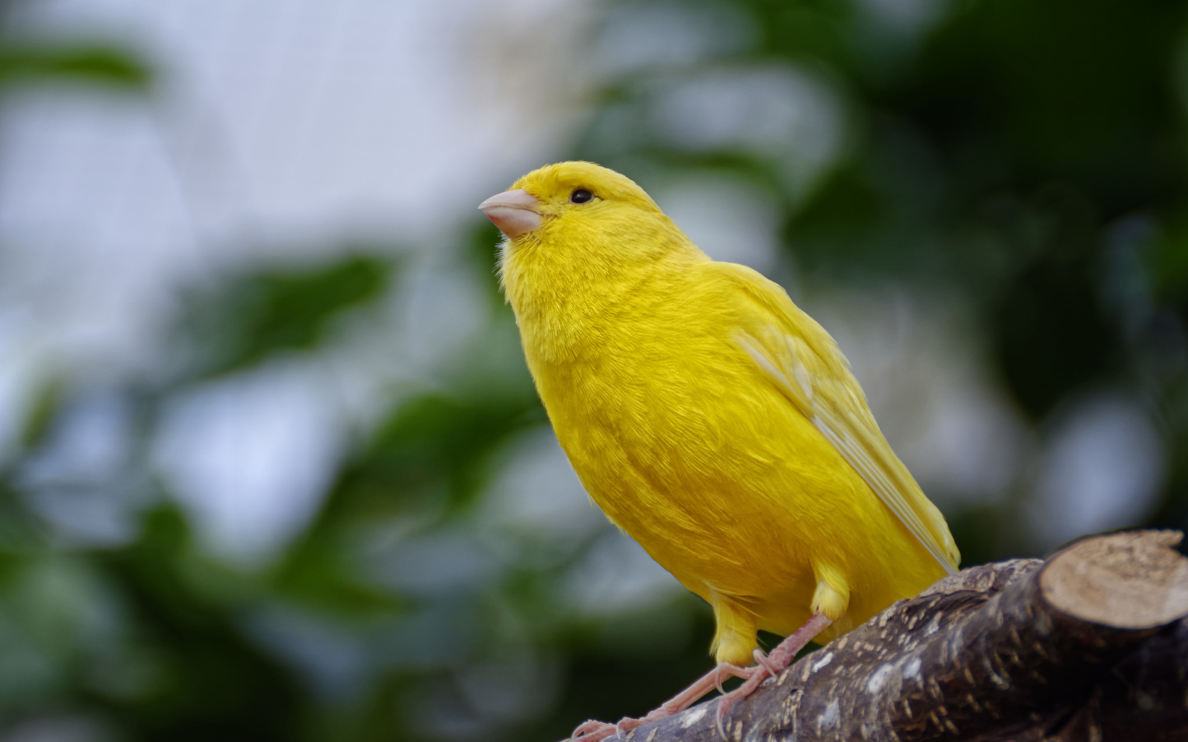 Ярко желтые птицы. Канарейка Ватерслайгер. Канарейка кенар. Желтый кенар. Хохлатая канарейка.