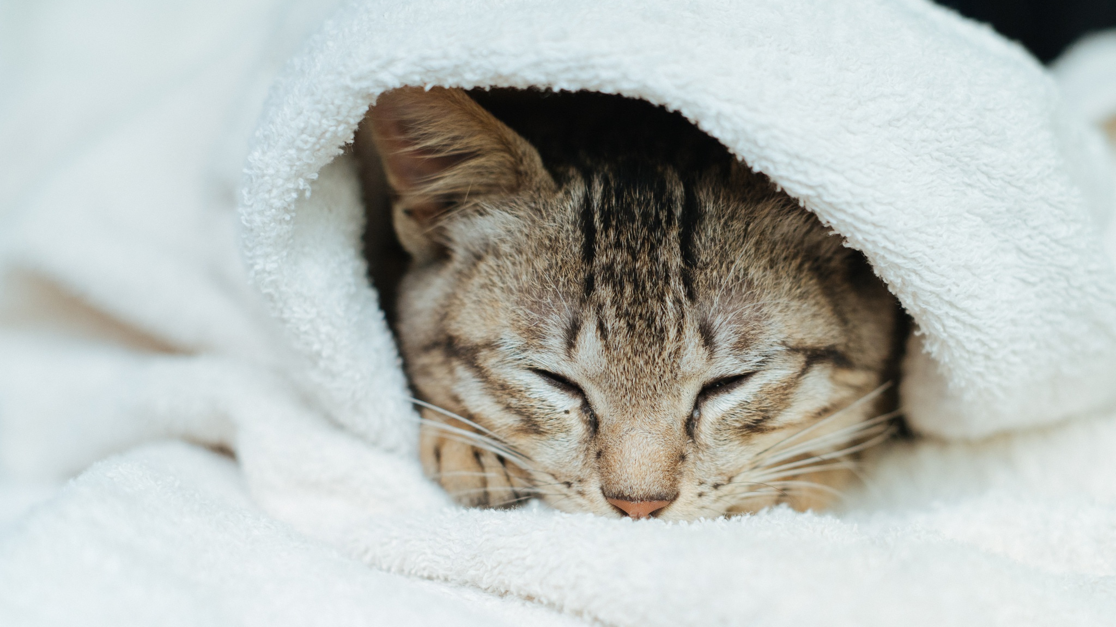 Кот в полотенце. Спящий кот. Спящие котики. Сонный котик.