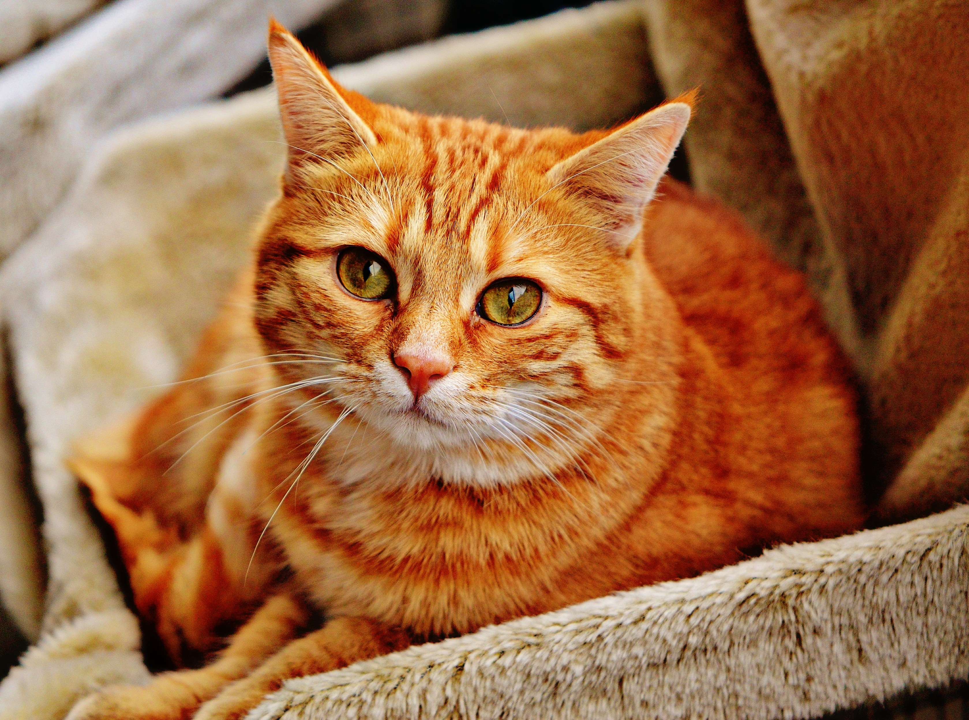 Рыжая полосатая кошка. Аравийский МАУ рыжий. Бразильская короткошерстная кошка рыжая. Бенгальская короткошерстная кошка рыжая. Тигровый макрелевый табби рыжий.
