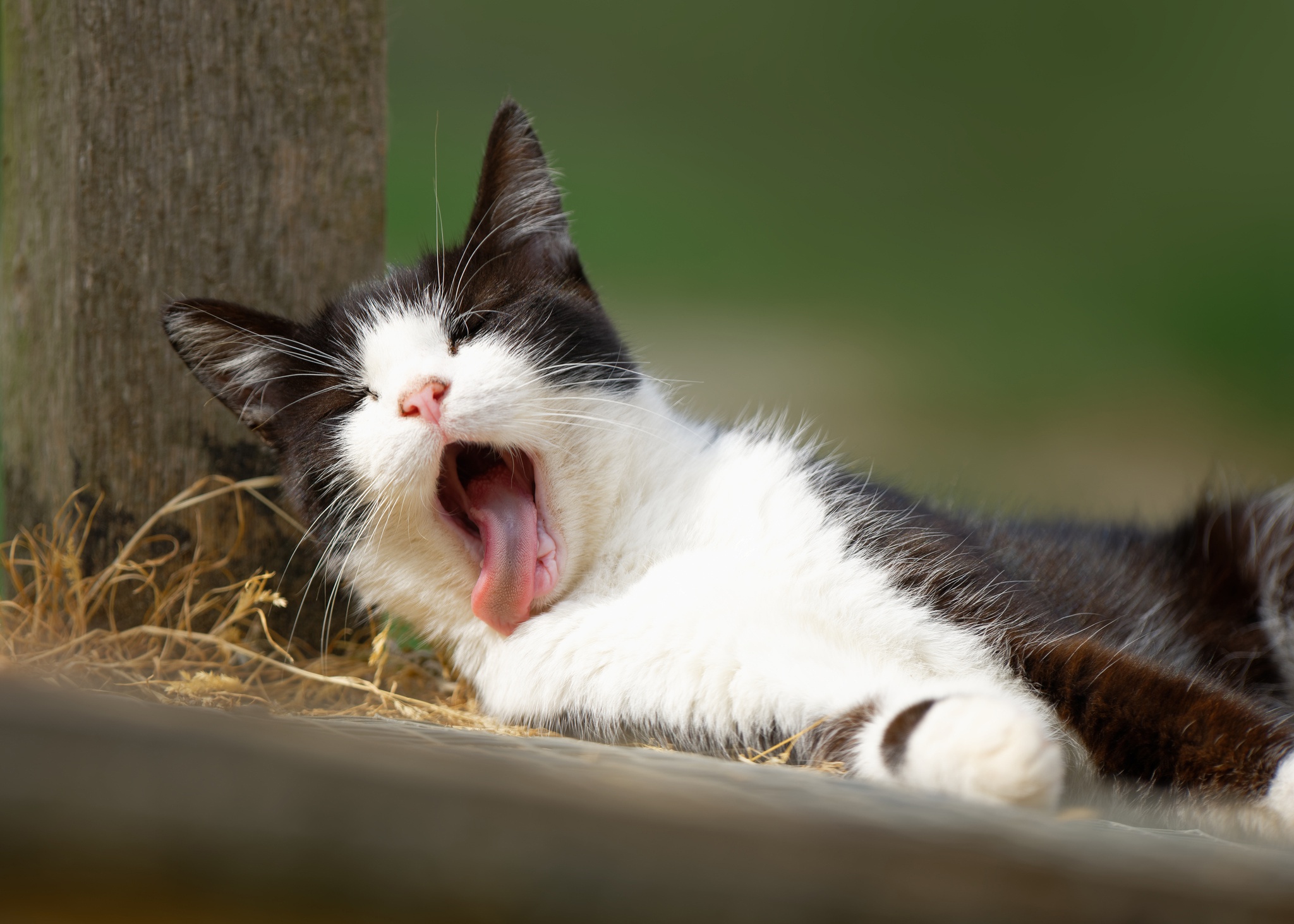 Black and white cat yawns with tongue hanging out. 