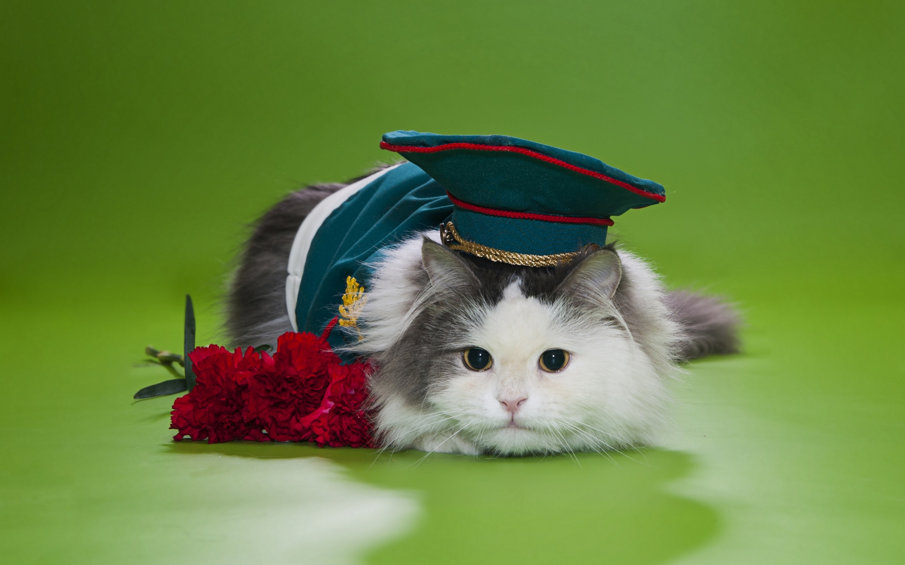 С днем защитника отечества кот. Кот в военной форме. Котенок в военной форме. 23 Февраля кот. Кот в форме.