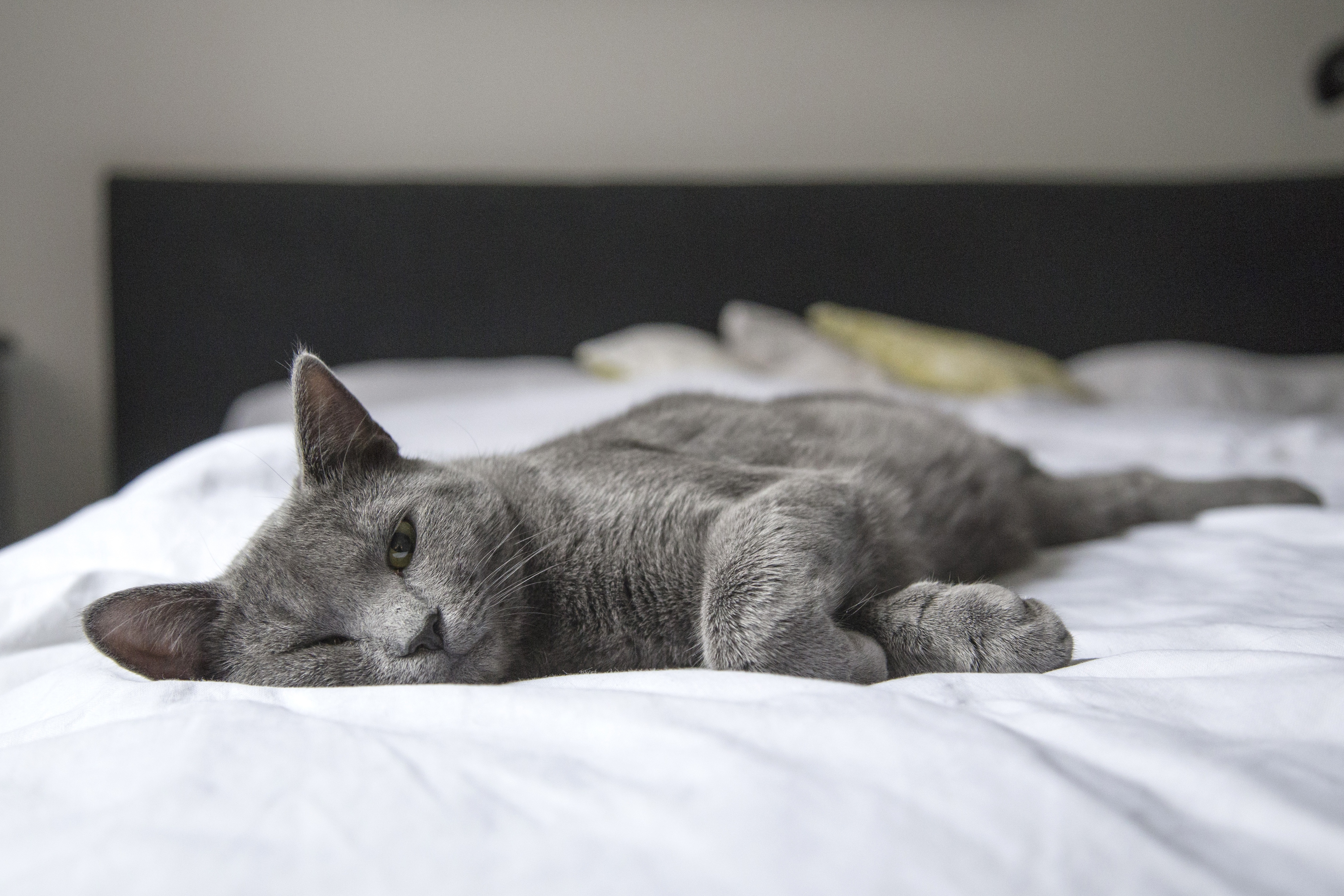 Котенок в постели. Спящий кот. Котик в кровати. Спящие котики.