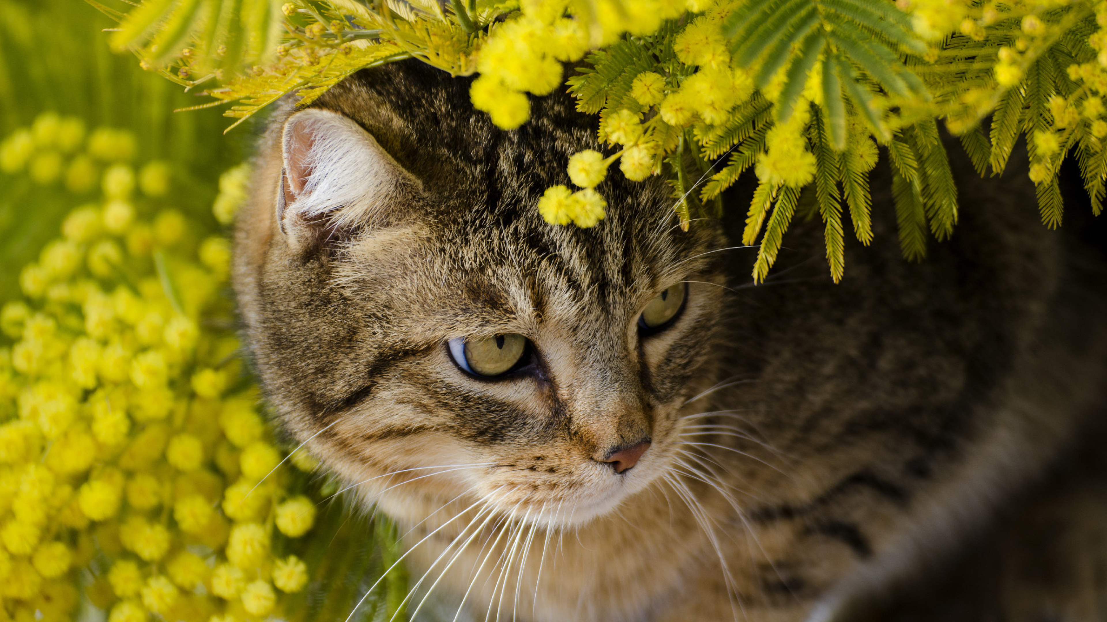 Кот ест мимозу. Кошки и цветы. Весенний котик. Котик с цветами.