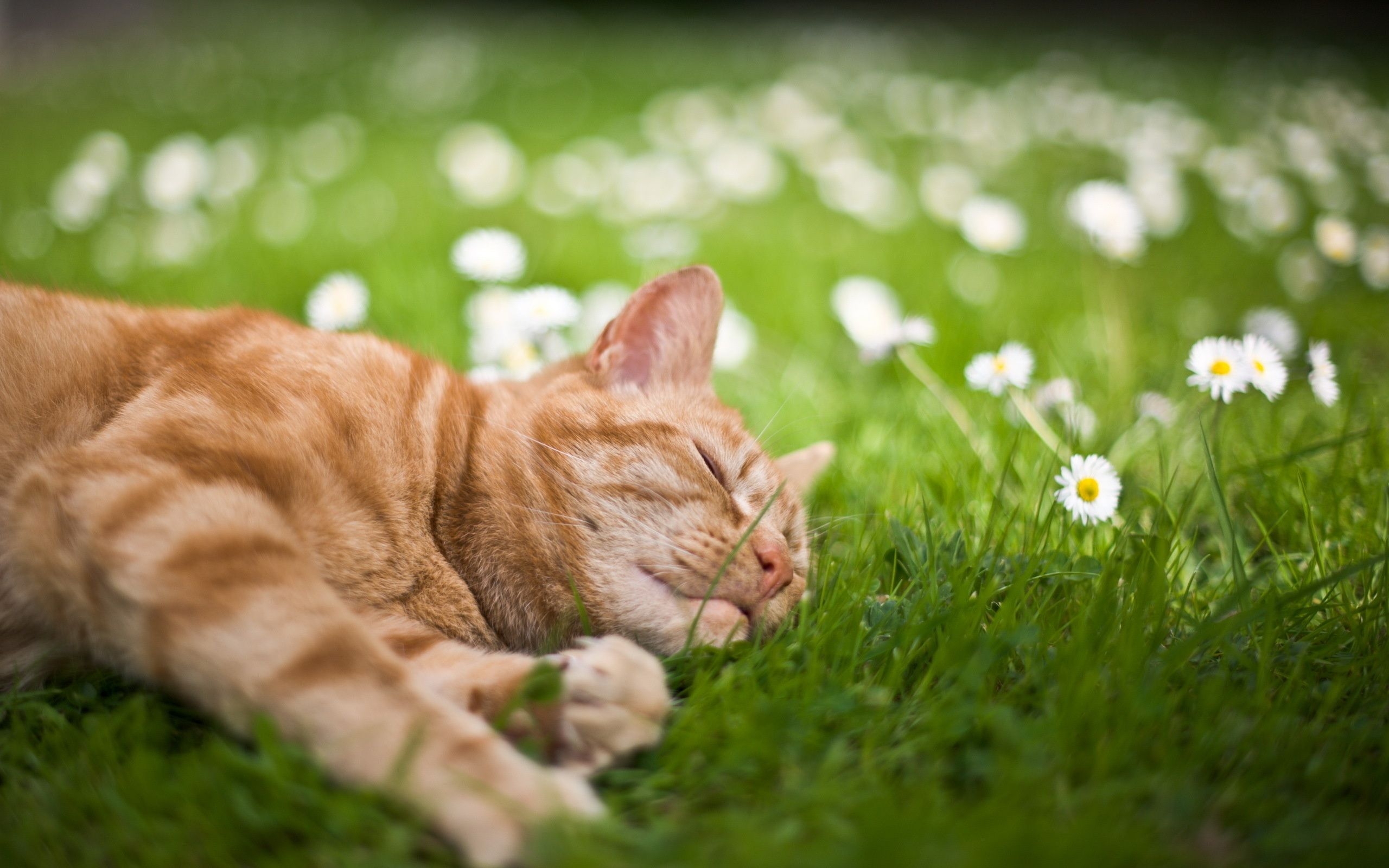Весенняя лень. Летний кот. Кот летом. Кошка лежит на траве. Кошки весной.