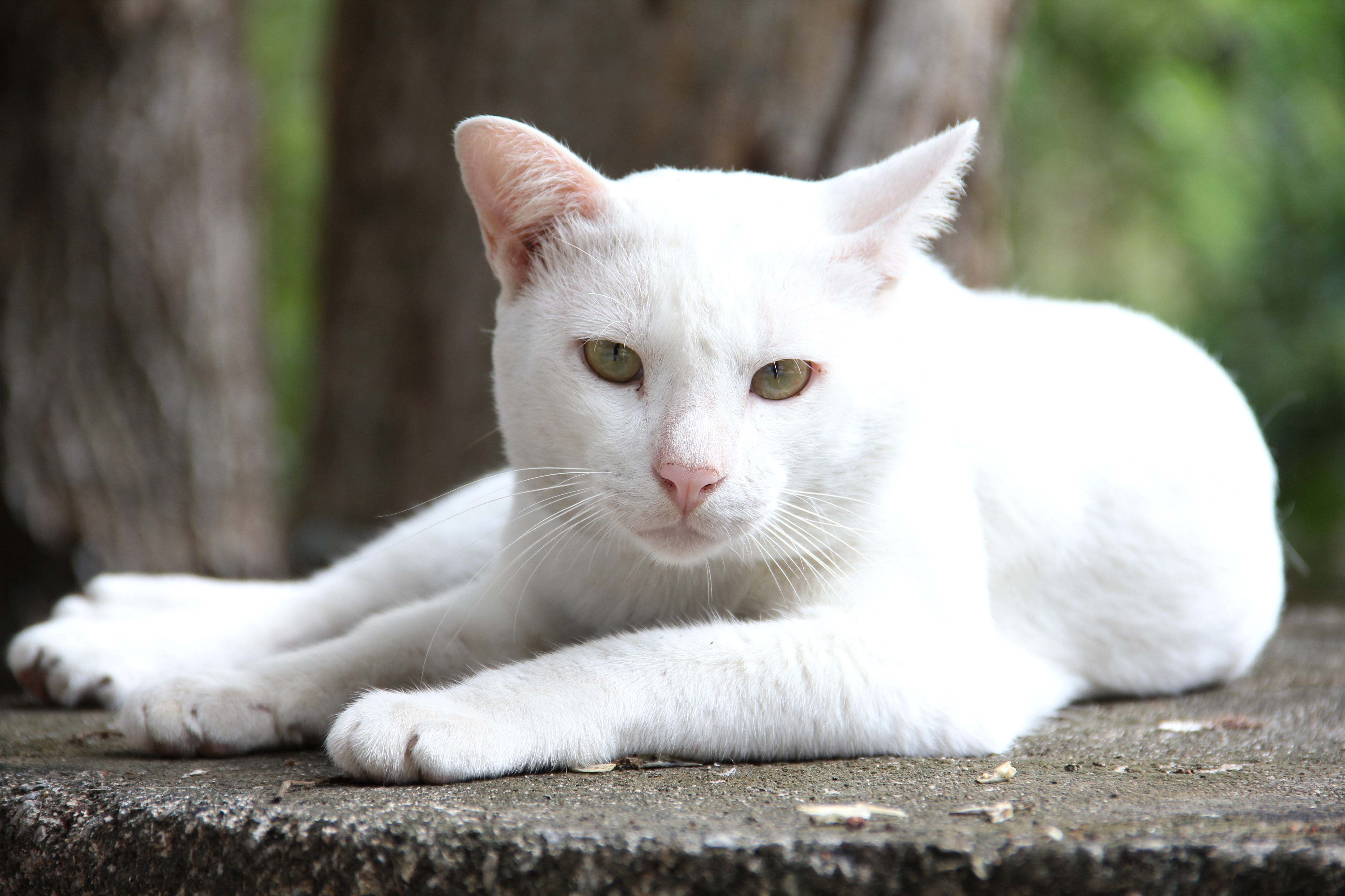Какая порода белых котов. Ангорская кошка альбинос. Ориентал альбинос. Анатолийская короткошерстная кошка белая. Турецкий Ван альбинос.