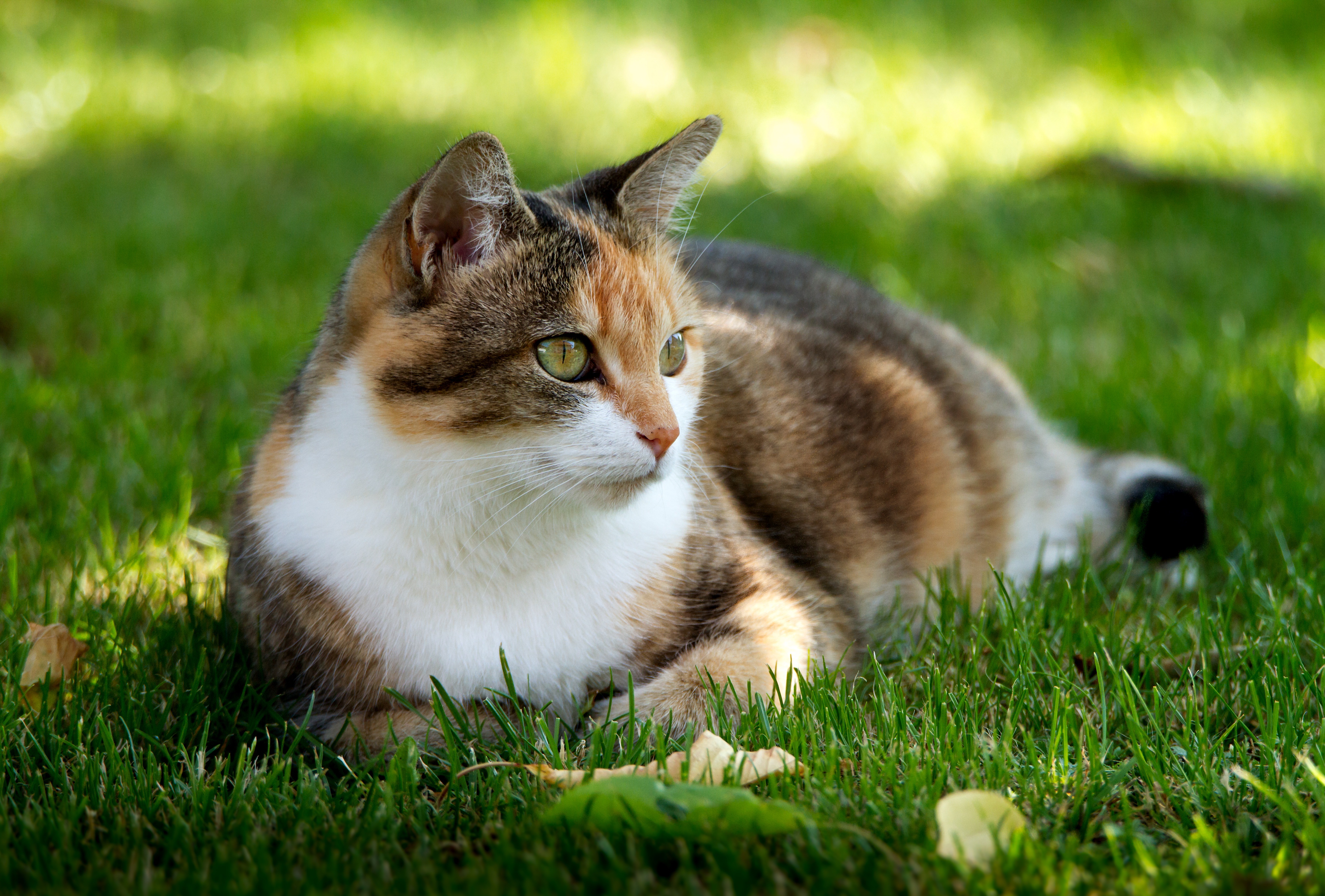 Picture me cats. Трёхцветная кошка. Трехшерстная кошка. Красивые коты. Трава для кошек.