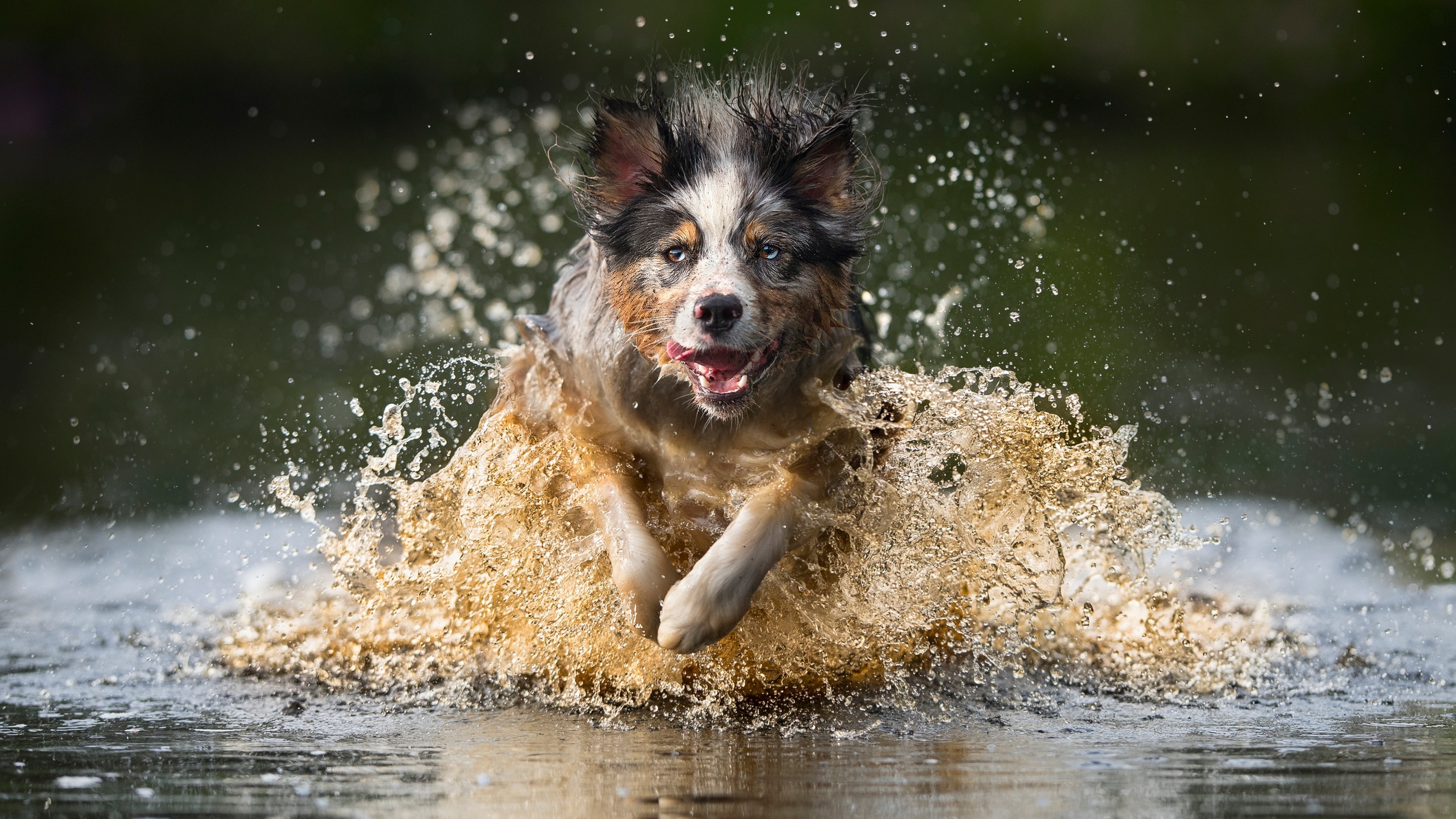Собака бегает по кругу. Клаудио Пикколи. Собака бежит. Собака бежит по воде. Собачьи бега.