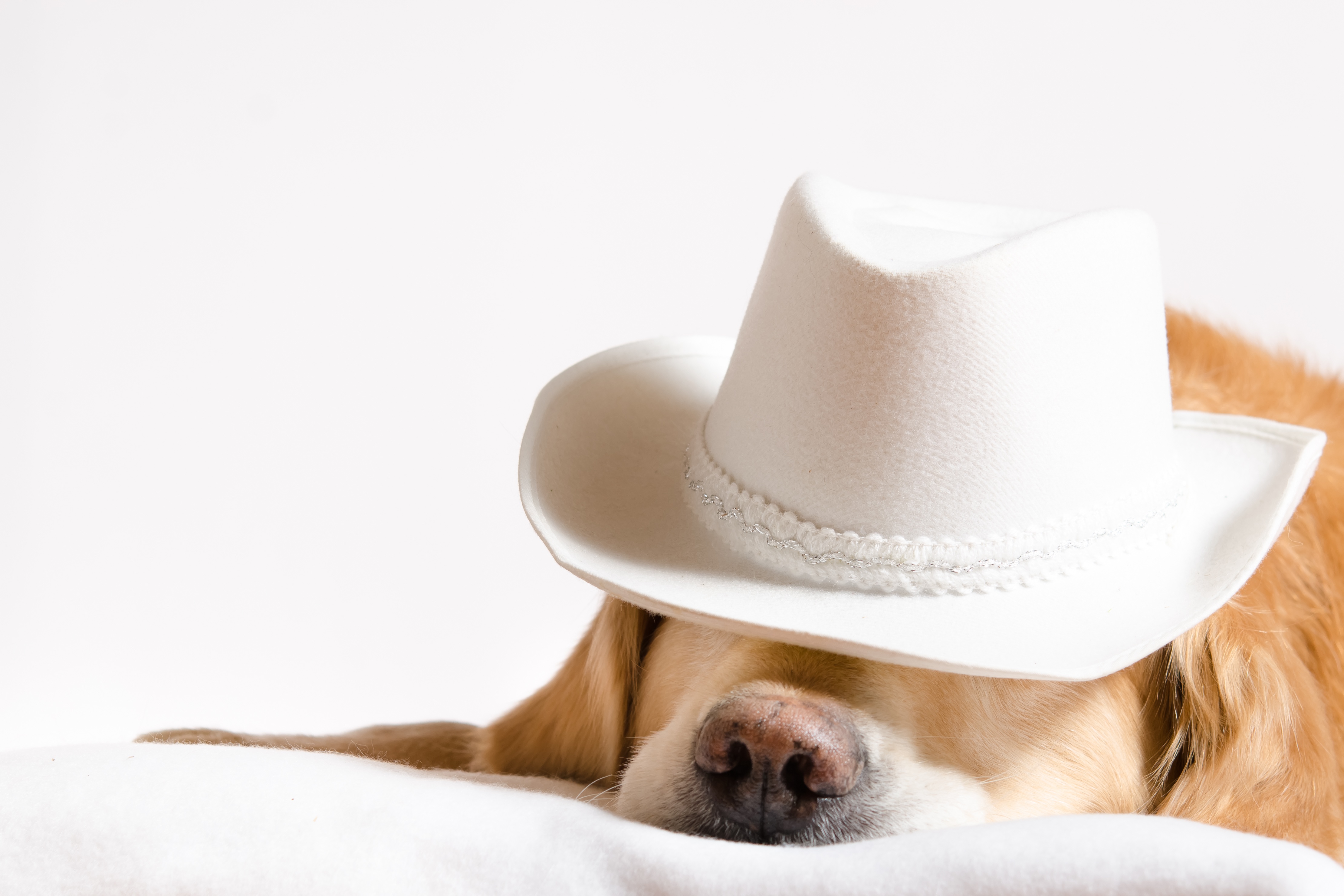 Животные шляпа. Золотистый ретривер. Собака в шляпе. Собачка в шляпке. Собака в шляпе и очках.