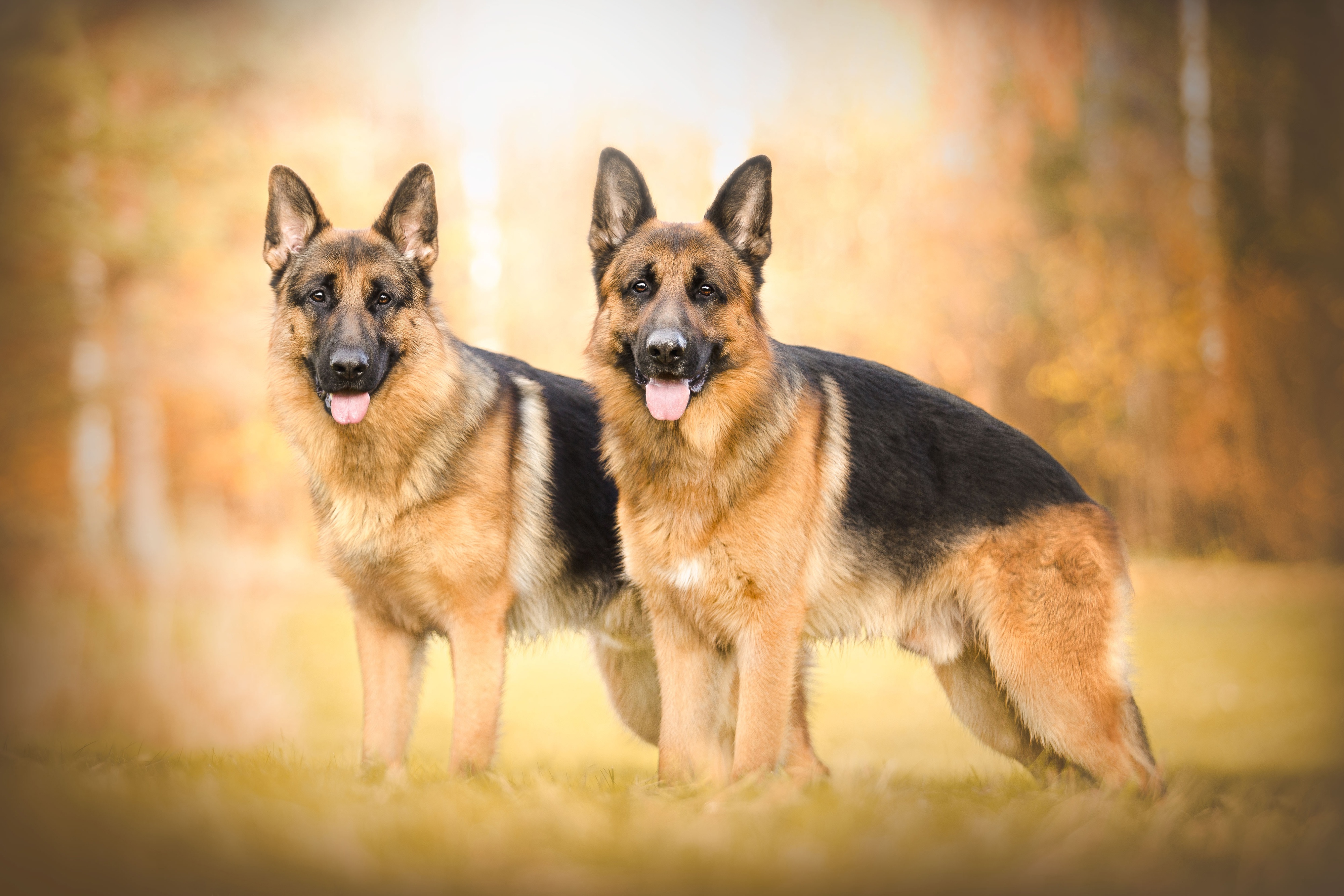 Собака немецкой породы описание. German Shepherd немецкая овчарка. Немецкая овчарка Шеферд.