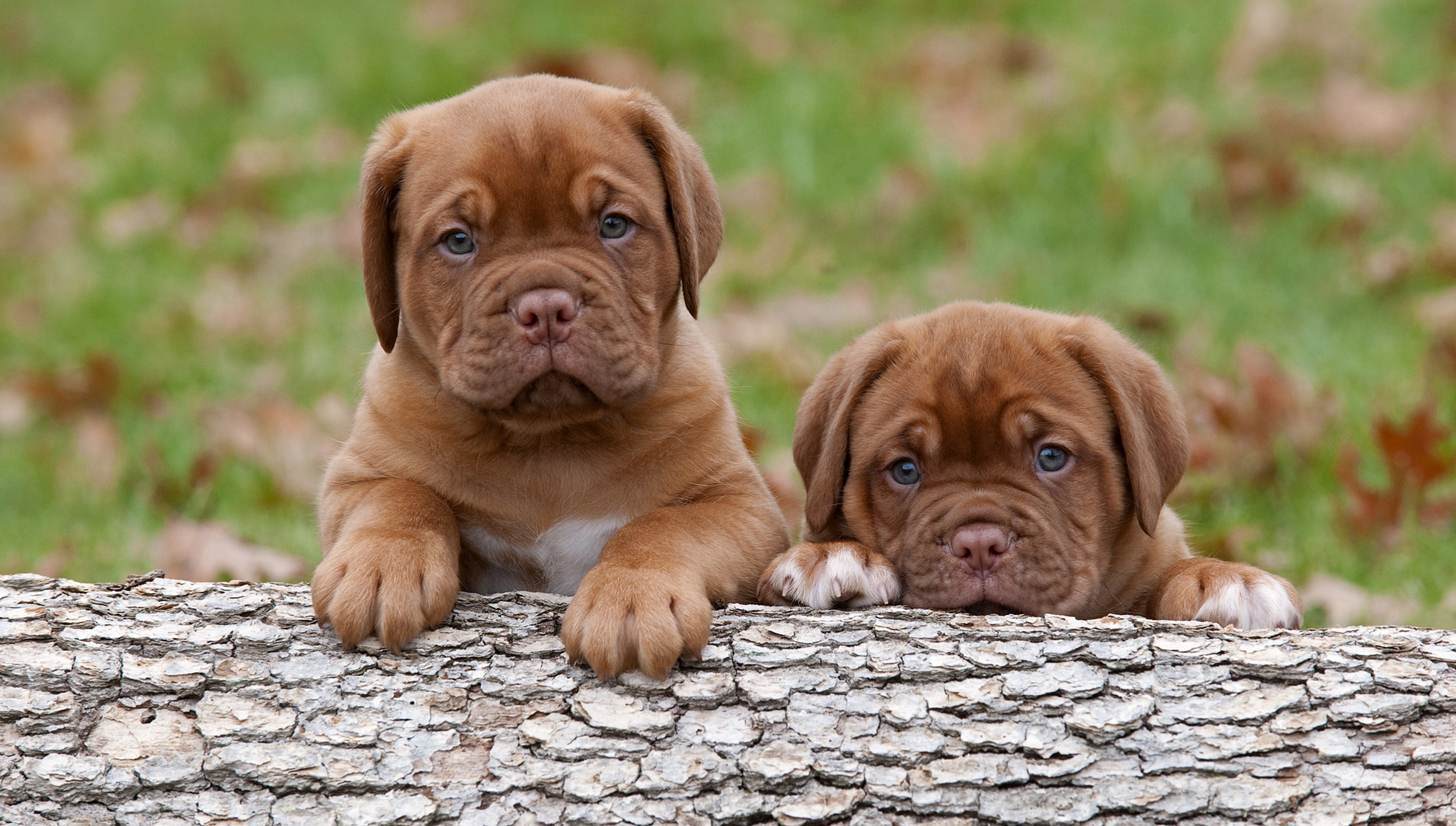 3 animals dogs. Бордосский дог. Бордосский дог щенок. Бордосский мастиф. Метис бордосского дога.