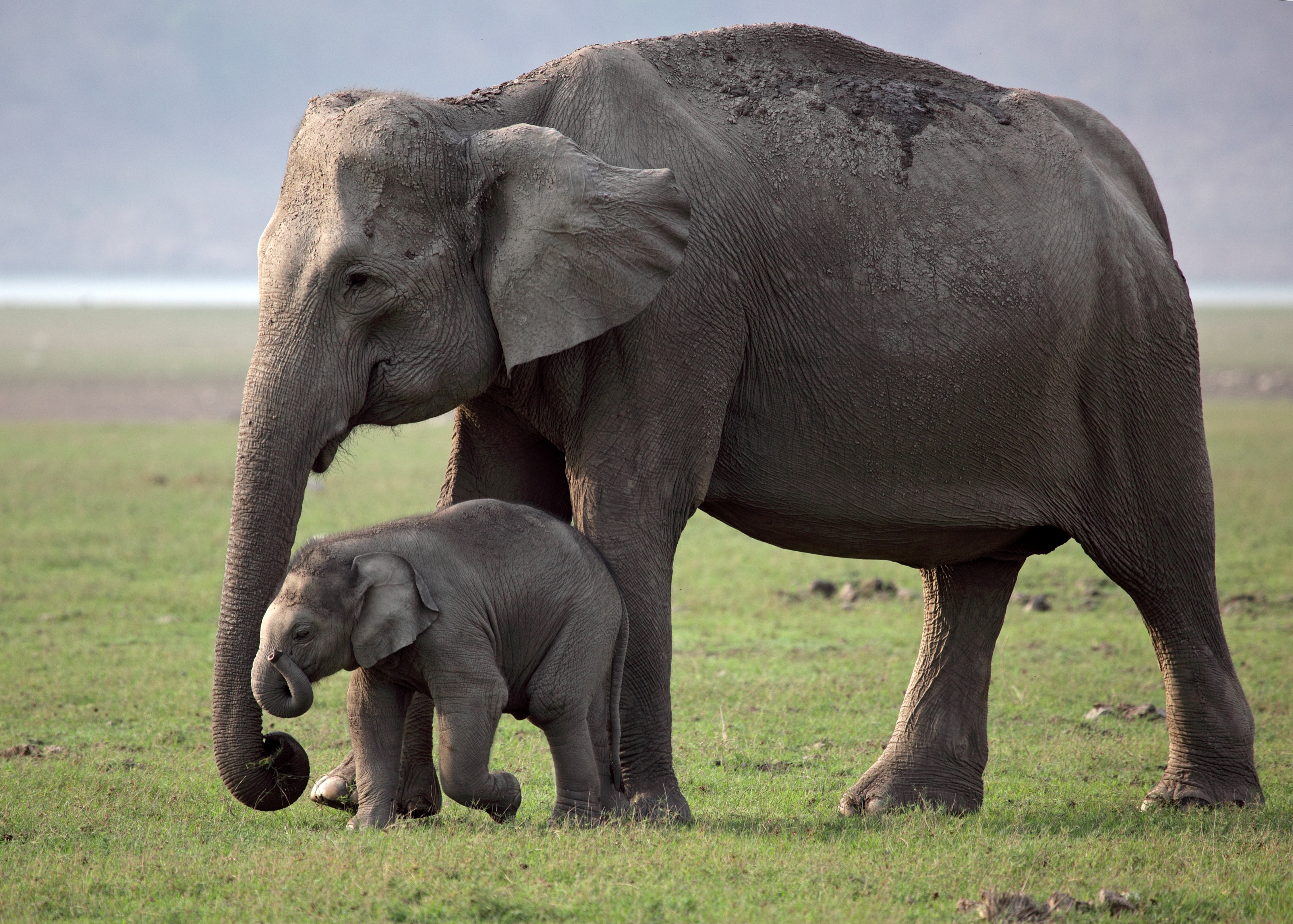 Big small animals. Слон слониха Слоненок. Слоновий хвост. Слониха со слоненком. Слон с детенышем.