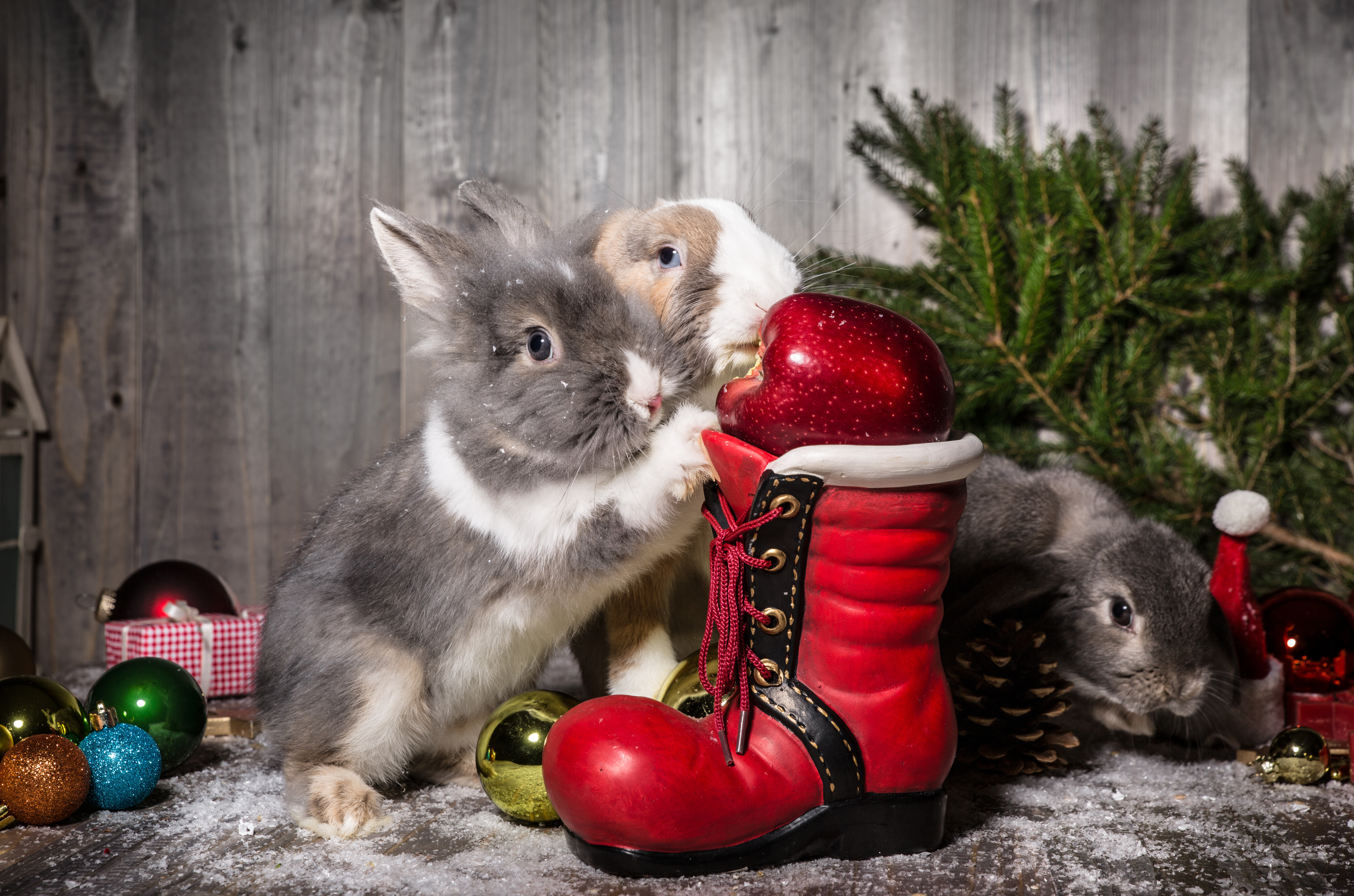 Zastaki.com - Два кролика с Рождественский сапогом и елью 