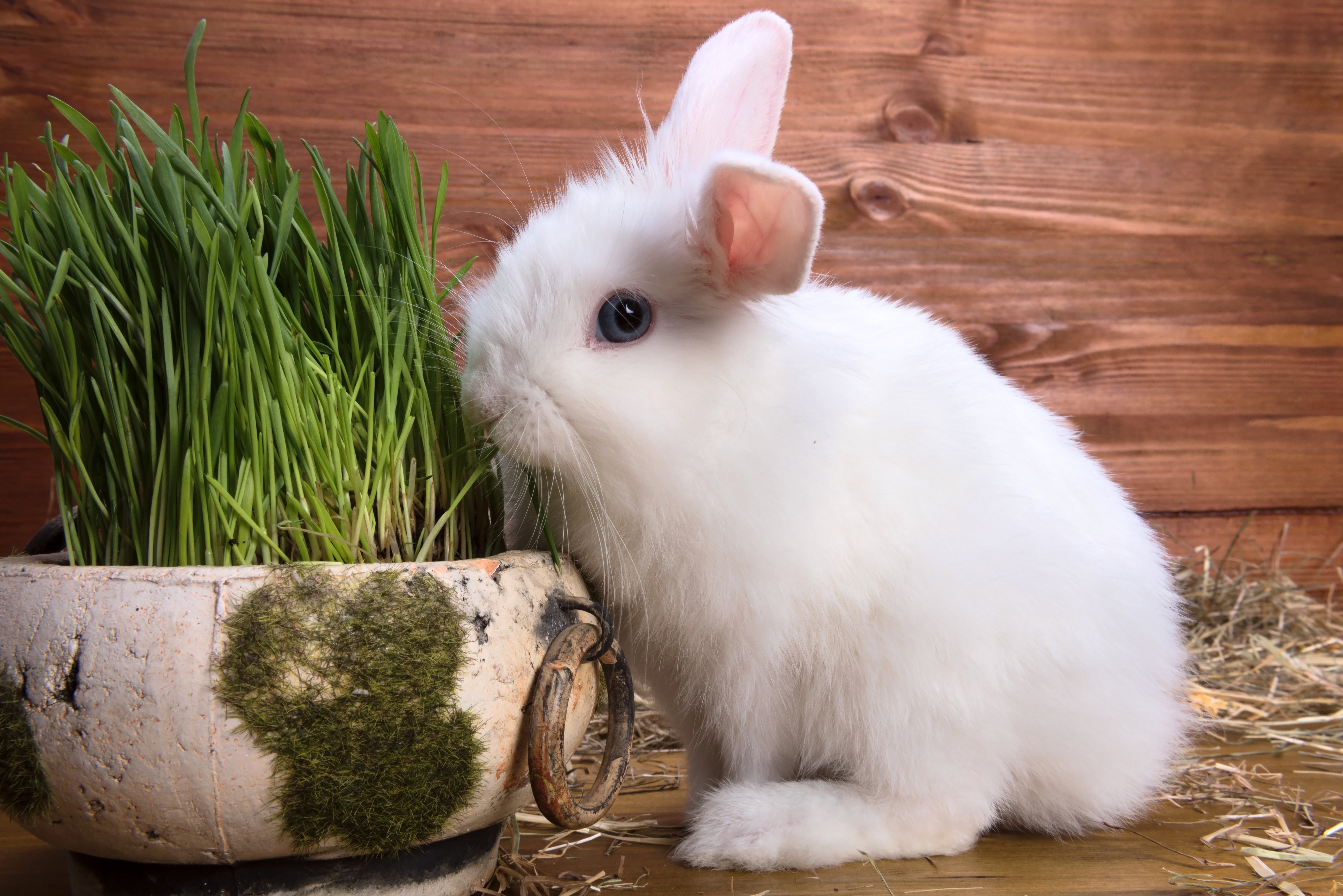 Zastaki.com - Белый пушистый декоративный кролик на деревянном фоне