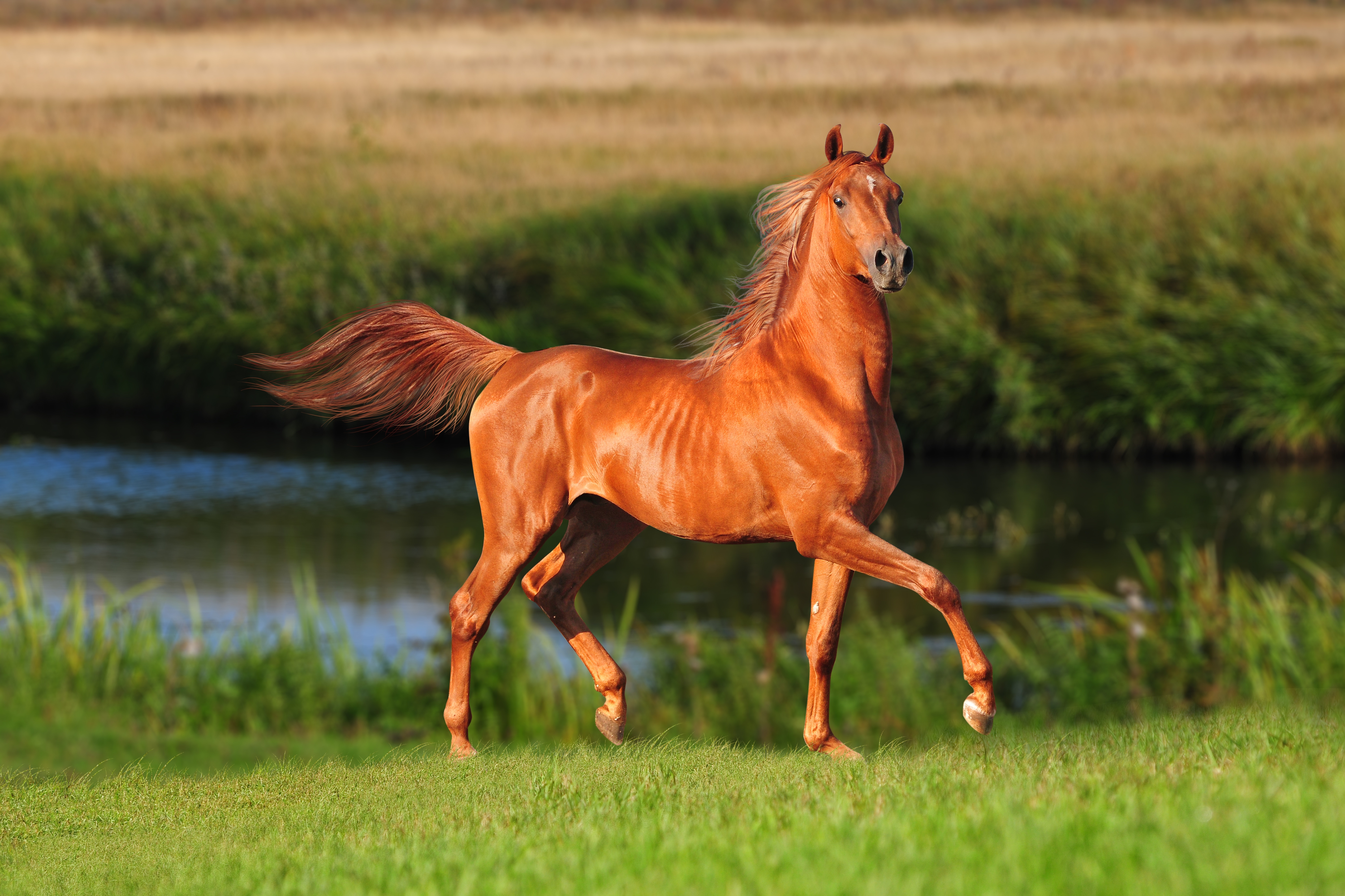 Бесплатны картинки лошади