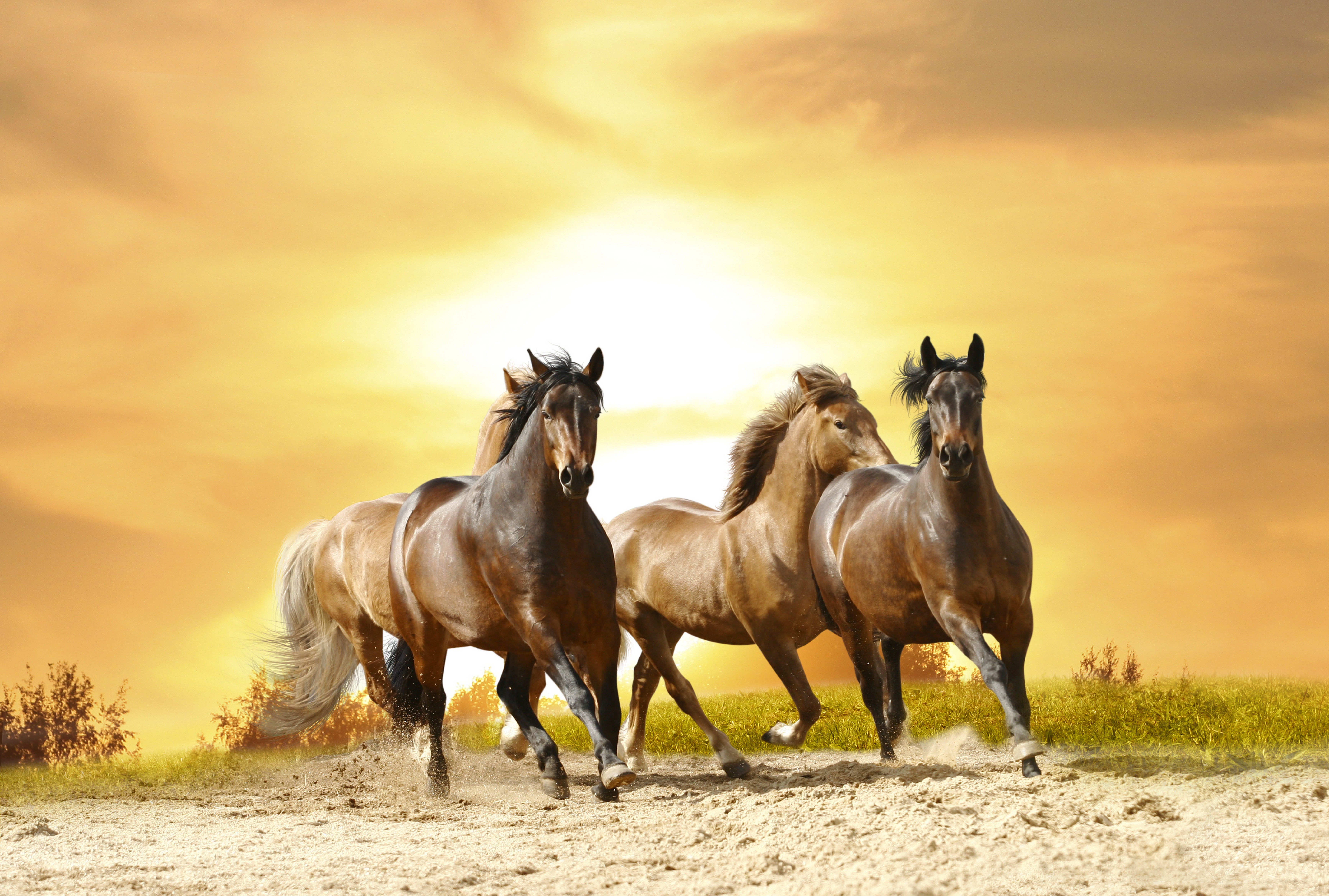 Картинки лучших лошадей. Лошади. Красивые лошади. Табун лошадей. Лошадь скачет.
