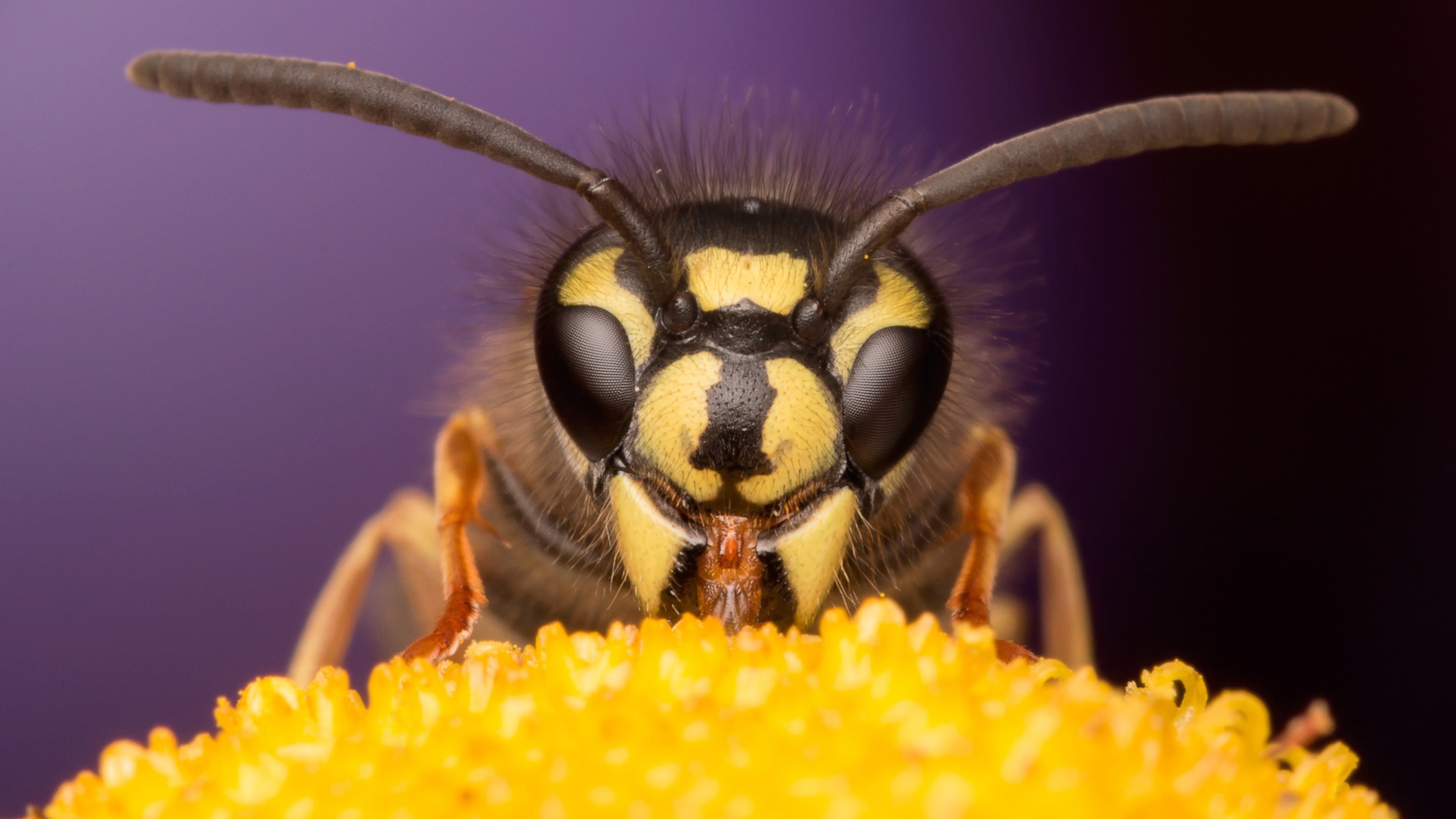 2018Animals   Insects Wasp on a close up flower 126757  - Комичные ситуации на свадьбе.