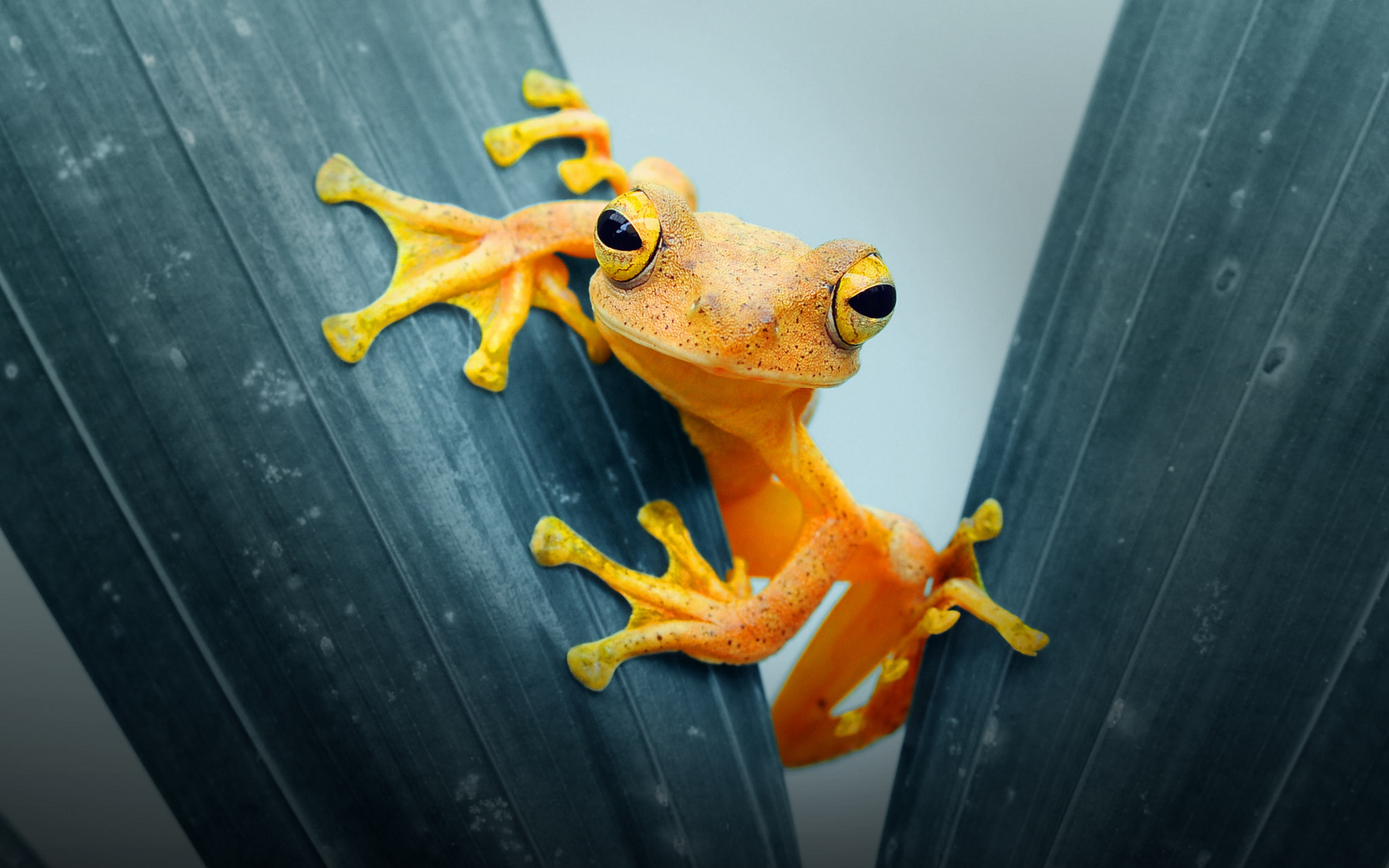 Yellow Orange Frog