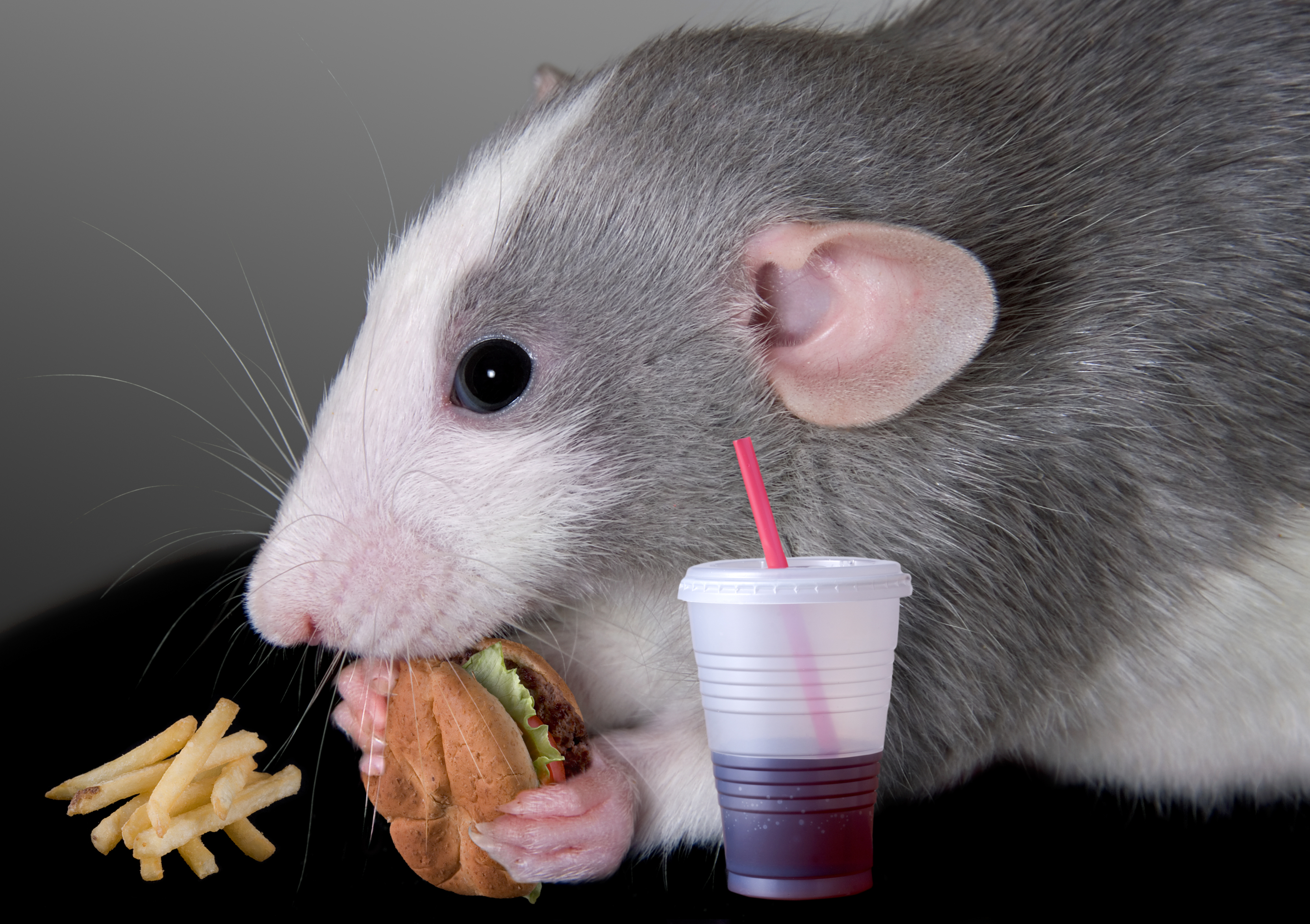 Едят ли мышей. Что едят крысы. Что едят мыши. Мышка домашняя.