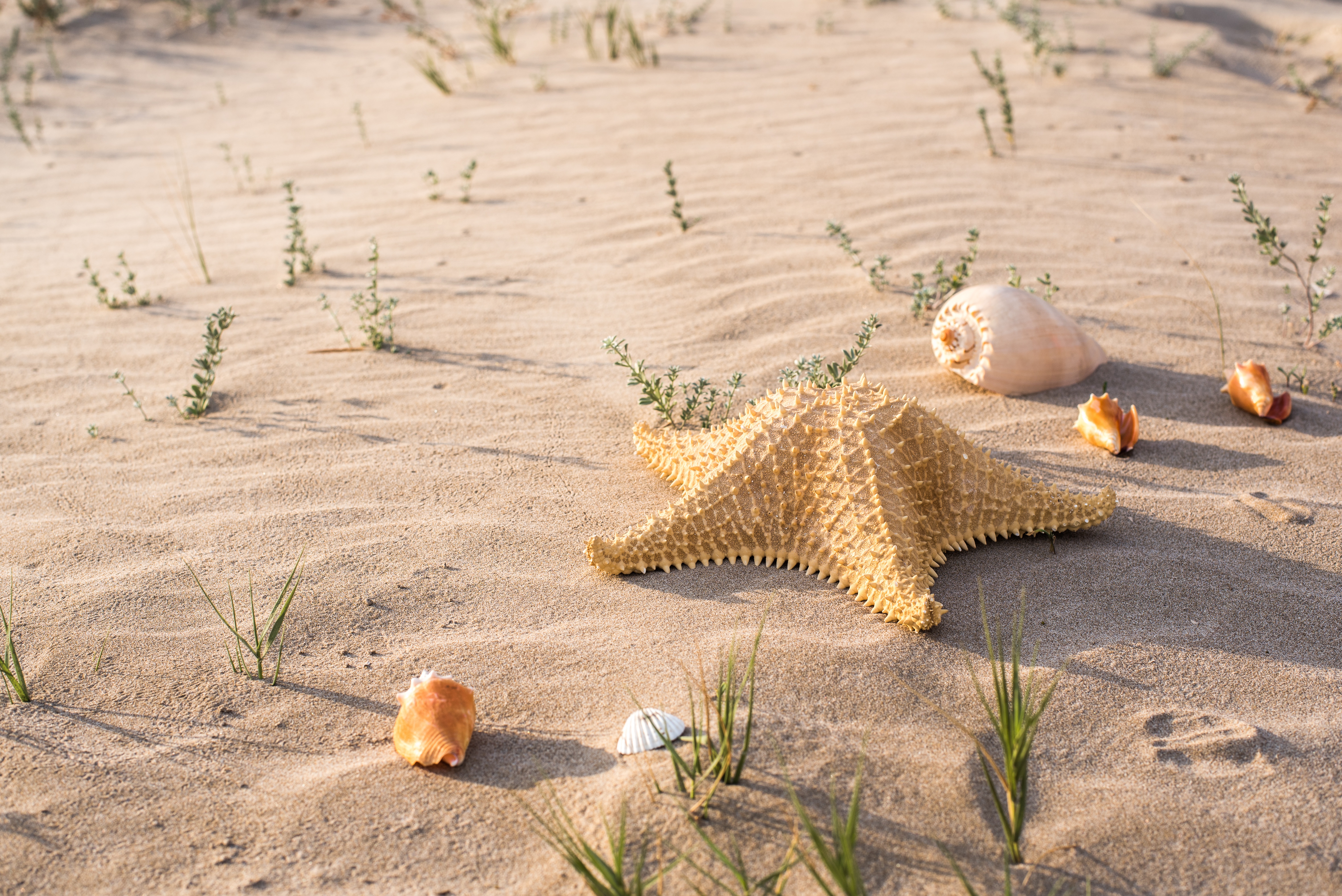 Ракушка на дне. Ракушки на песке. Море песок. Ракушки и морские звезды. Море песок ракушки.