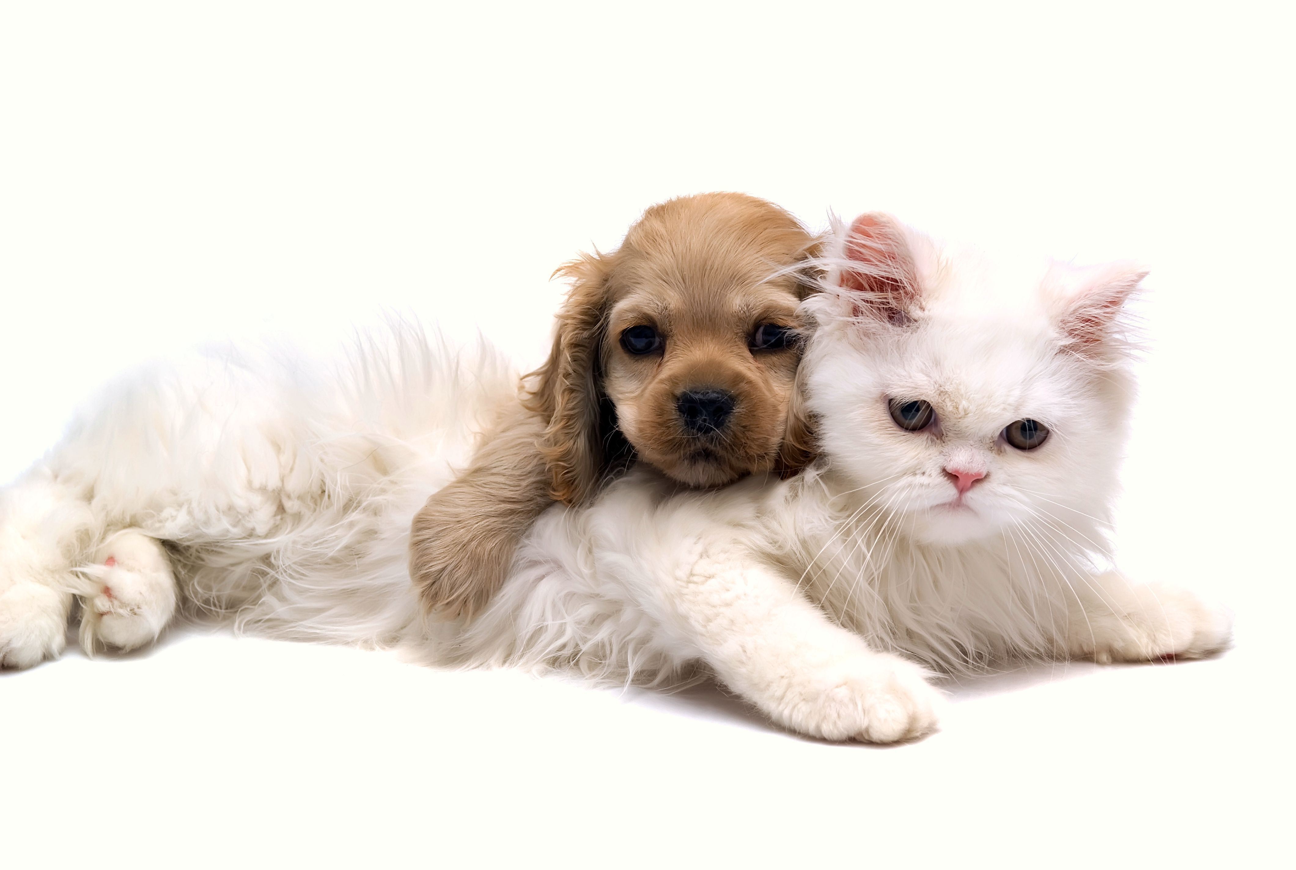 True pets. Собачки и кошечки. Милые кошки и собаки. Милые котята и щенки. Щенок и котенок.