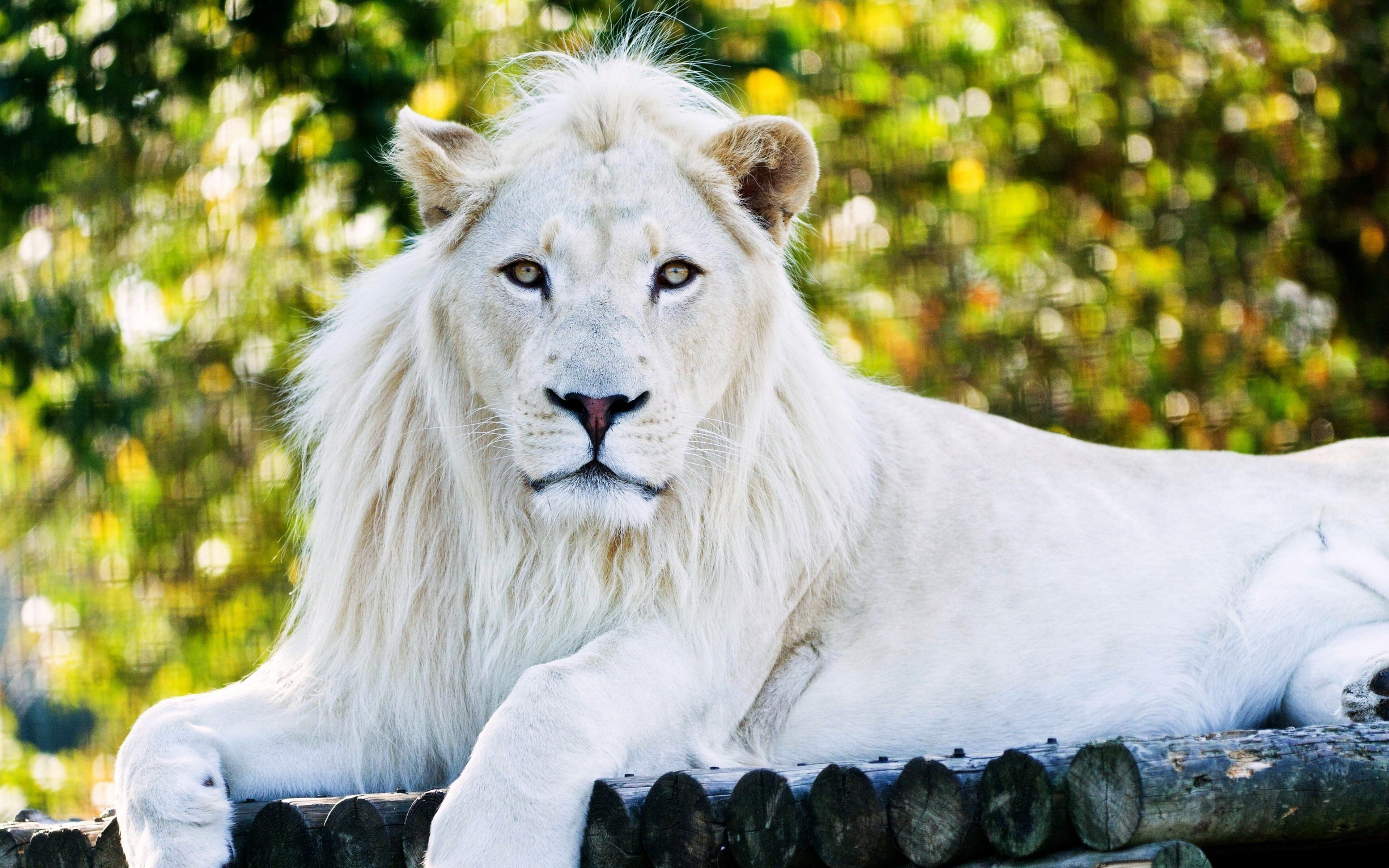 https://www.zastavki.com/pictures/originals/2018Animals___Wild_cats_Big_white_lion_lies_on_a_tree_127216_.jpg