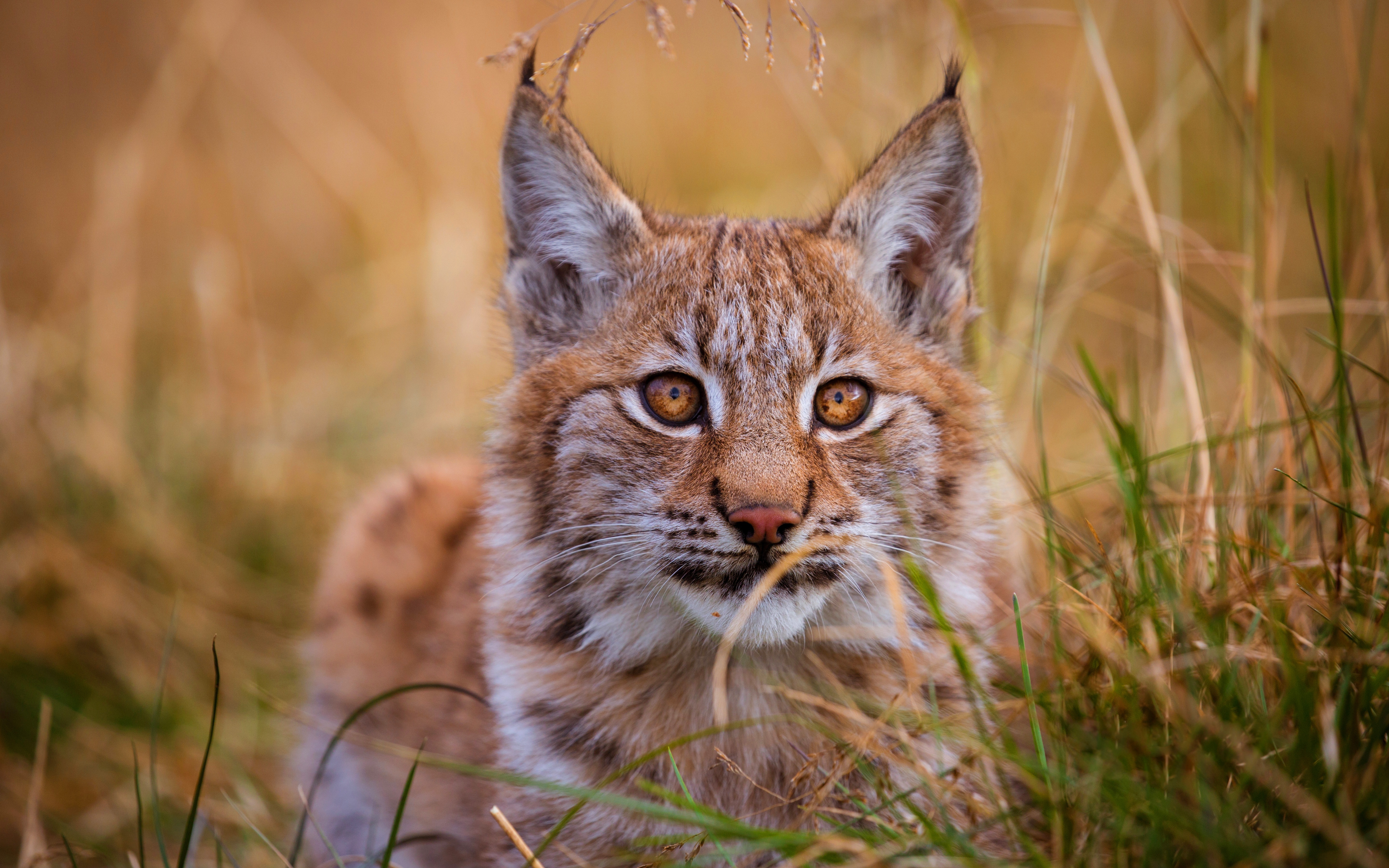 Характер рыси. Рысь Линкс. Рысь европейская обыкновенная. Рысь (Lynx Lynx) в дикой природе. Кошка Рысь обыкновенная.